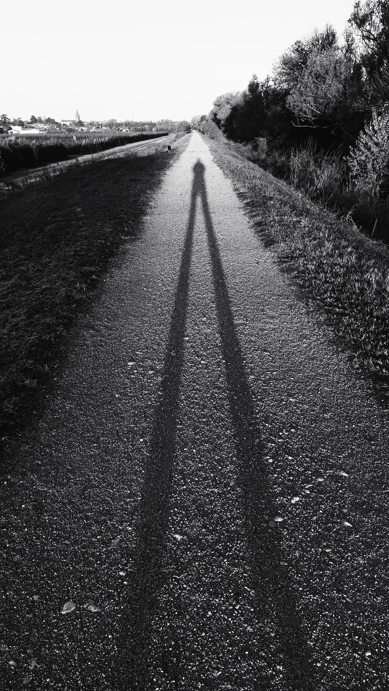 Long shadows in the morning...