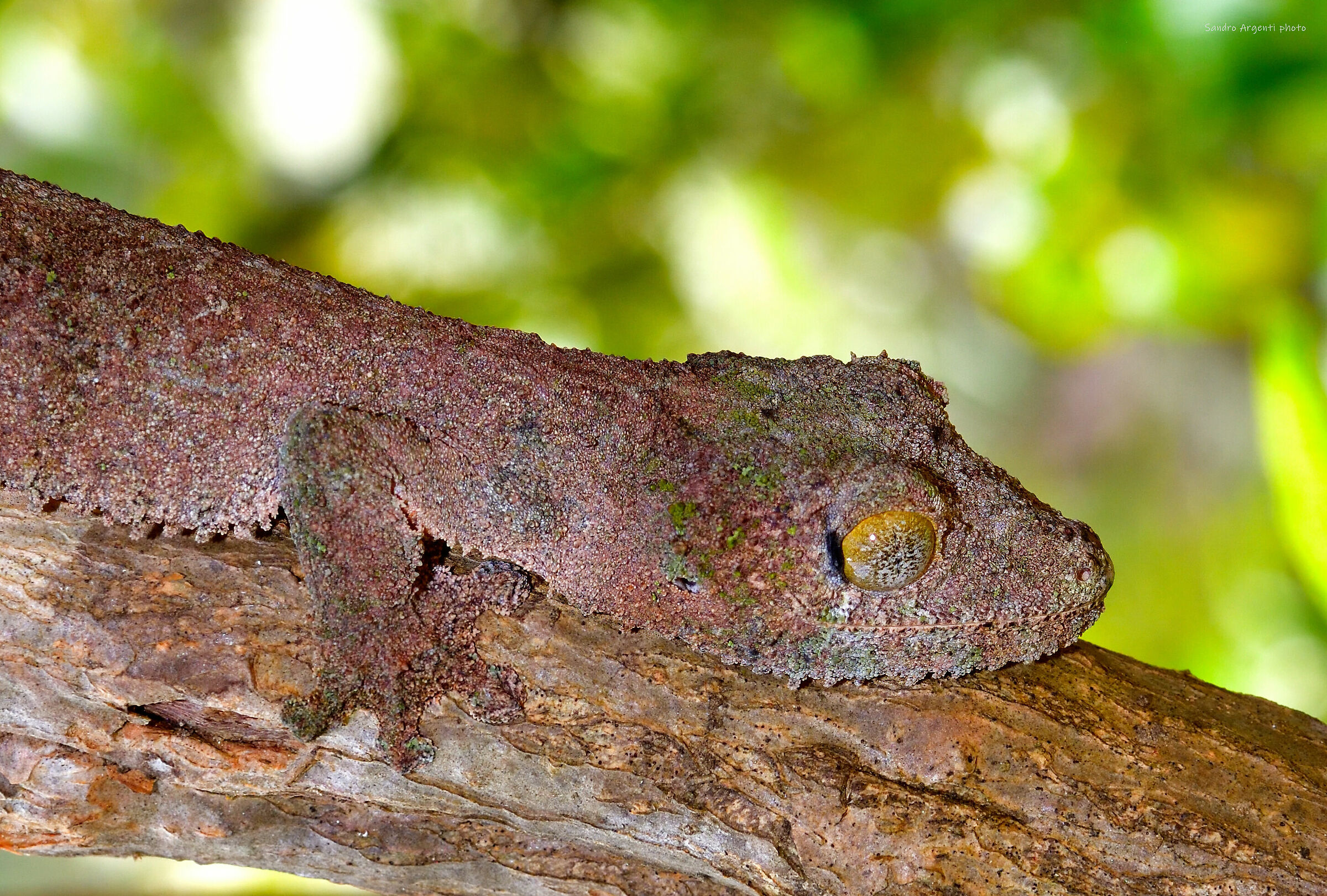 Gecko camouflage...