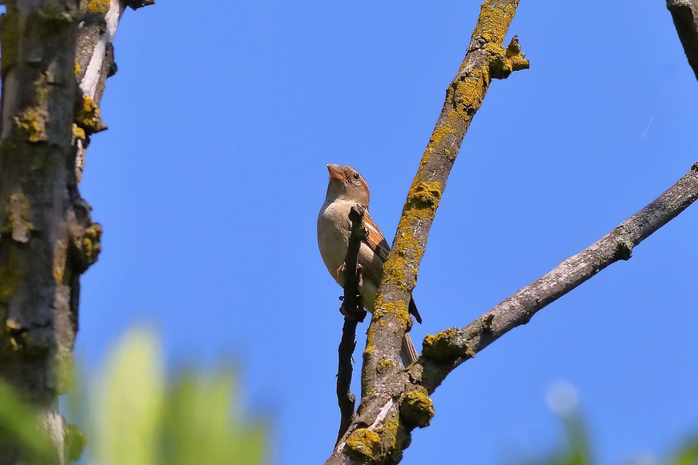 Sparrow 23-06-2023...