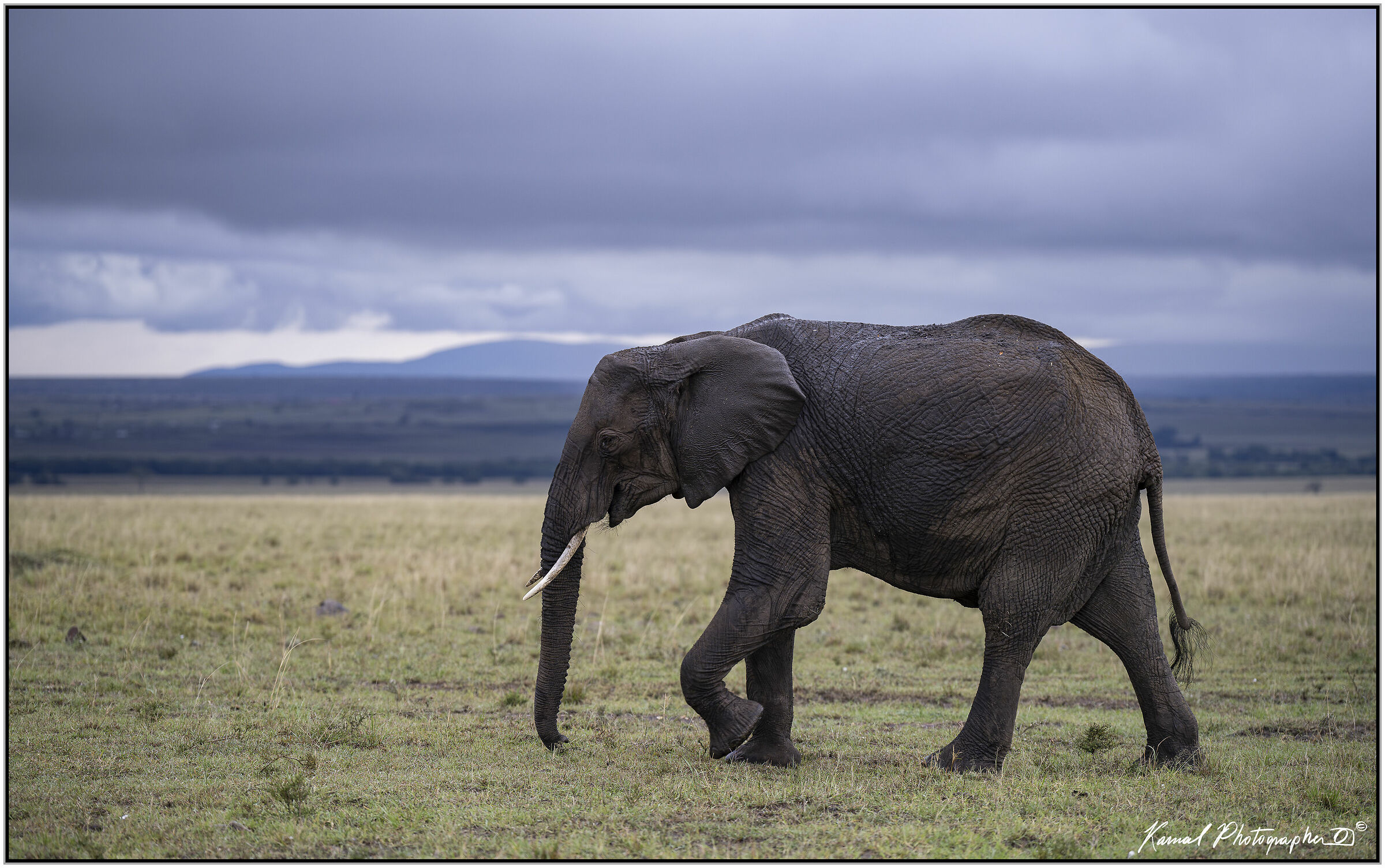 African Savannah Elephant (Loxodonta africana)...