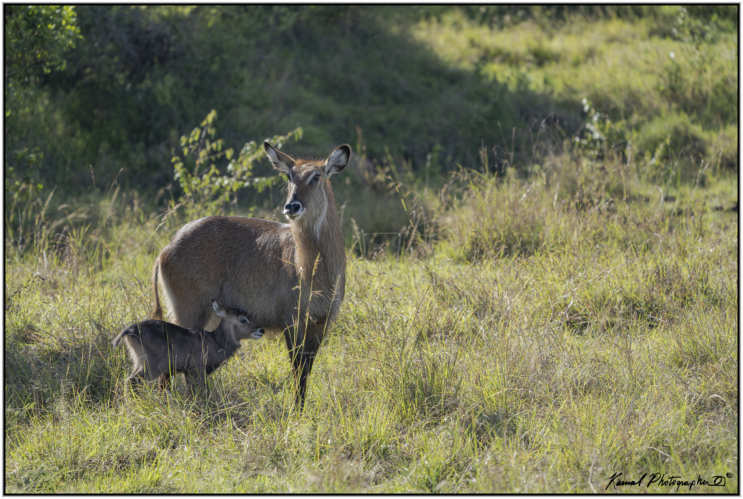 Antilope d'Acqua (Kobus ellipsiprymnus)...