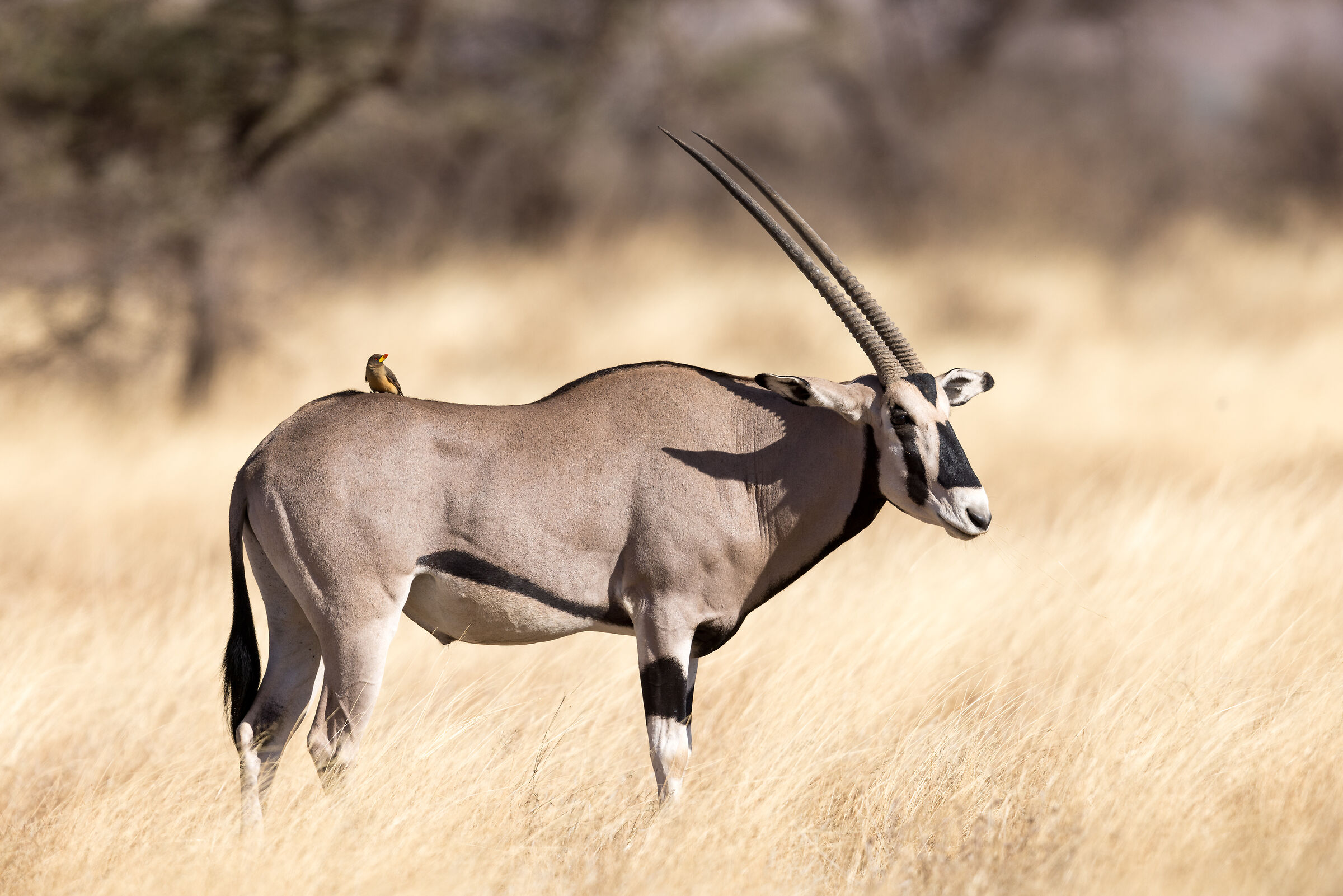 Oryx with Yellow-billed Buffalo on its back...