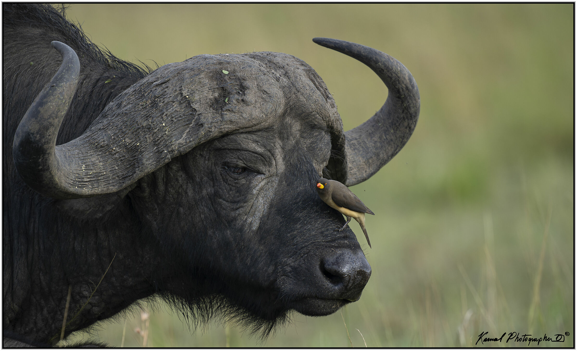 African Buffalo (Syncerus caffer)...