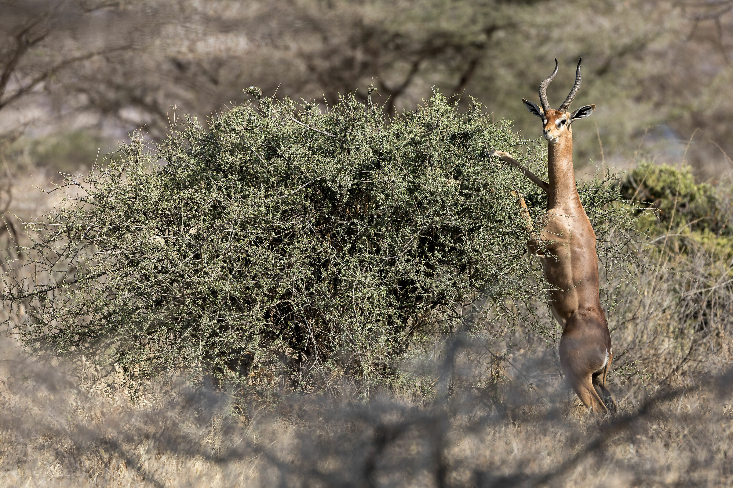 Gerenuk (Antilope Giraffa)...