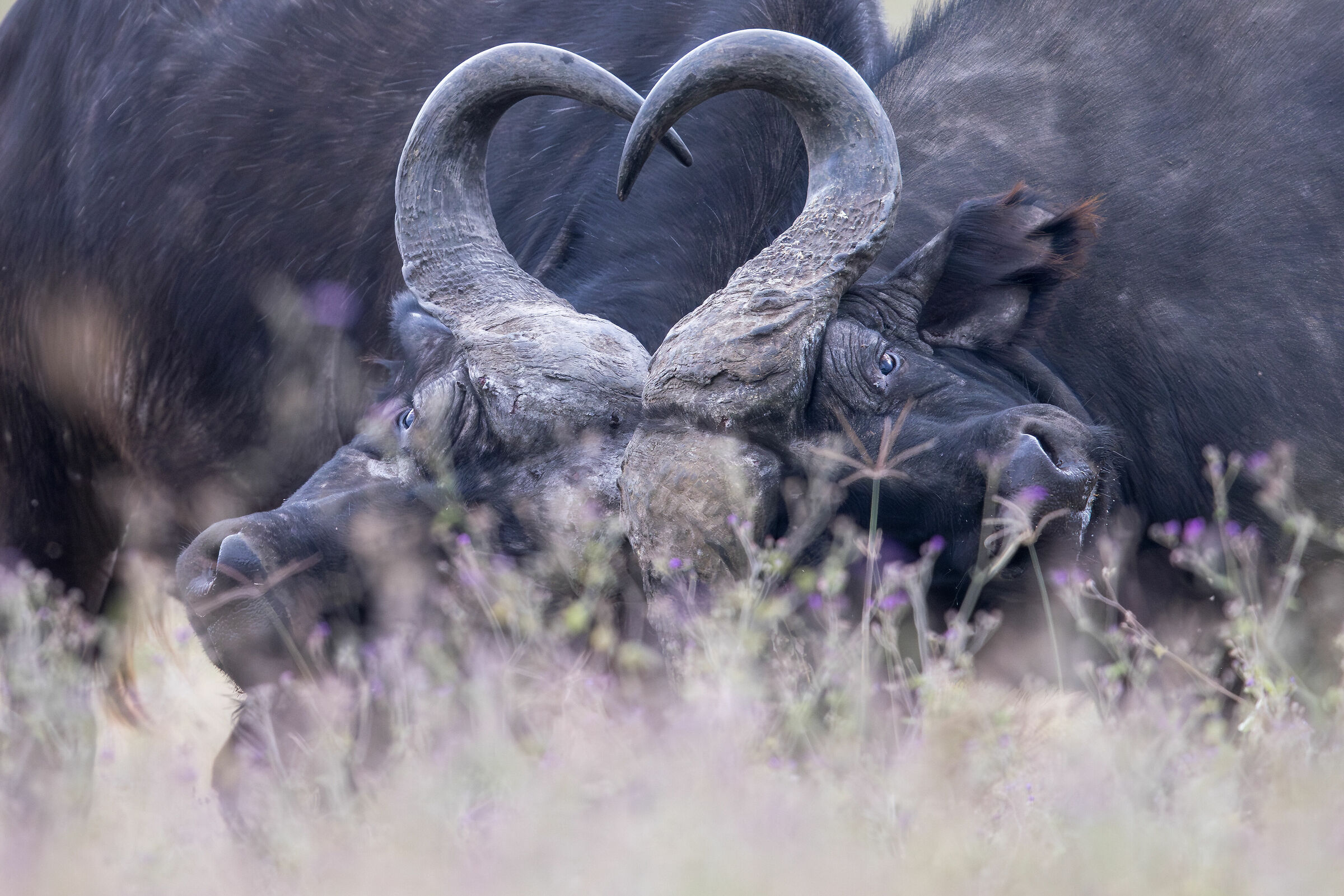 Lotta tra bufali, Lake Nakuru National Park...