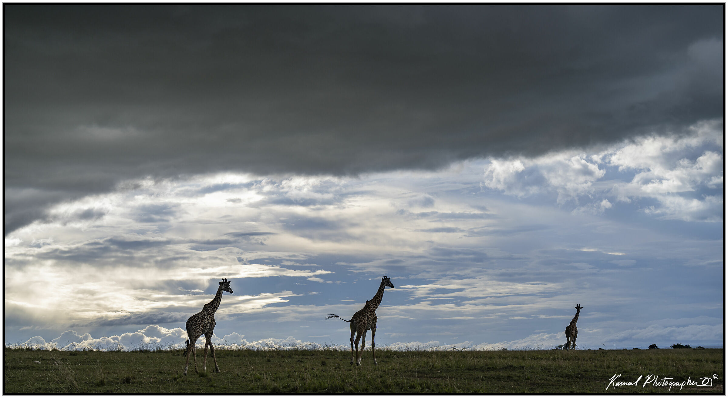 Masai Giraffe (Camelopardalis Tippelskirchi)...