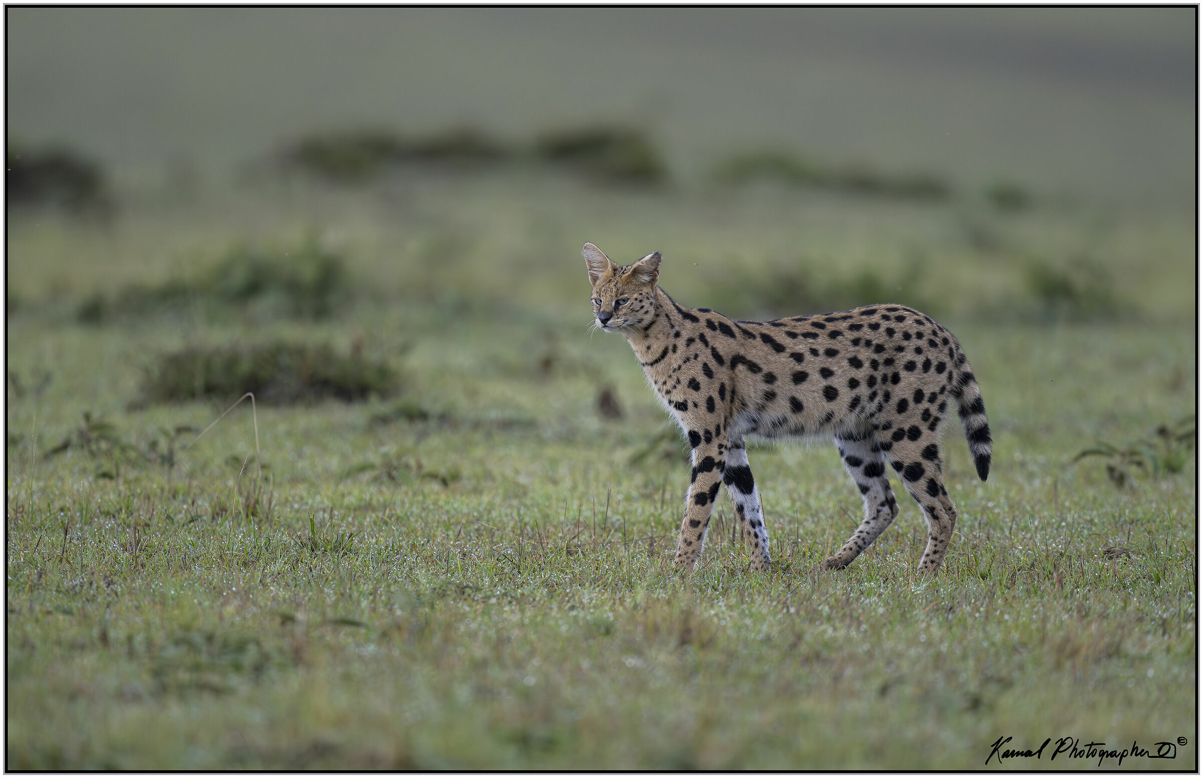 Servalus (Leptailurus serval)...