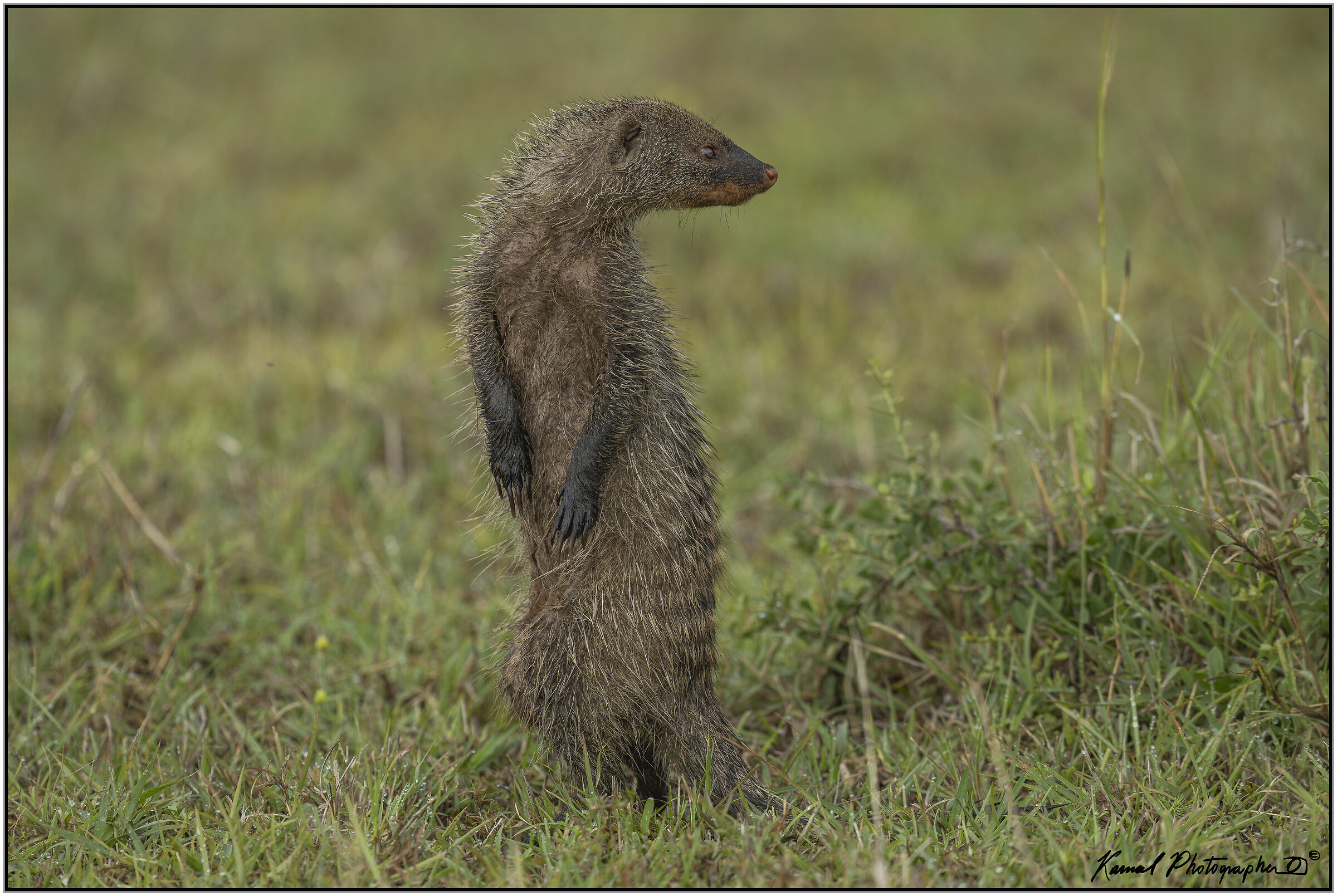 Striped Mongoose (Mungos mungo)...