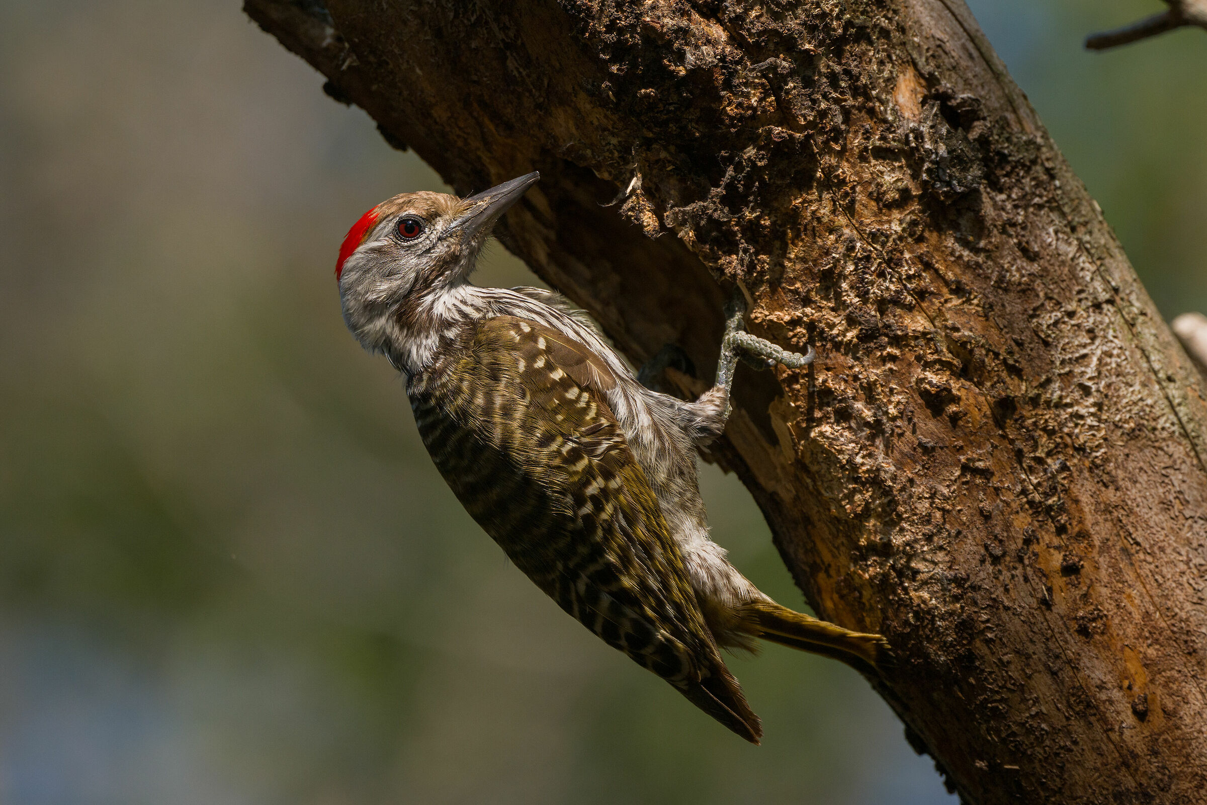 Cardinal Woodpecker...
