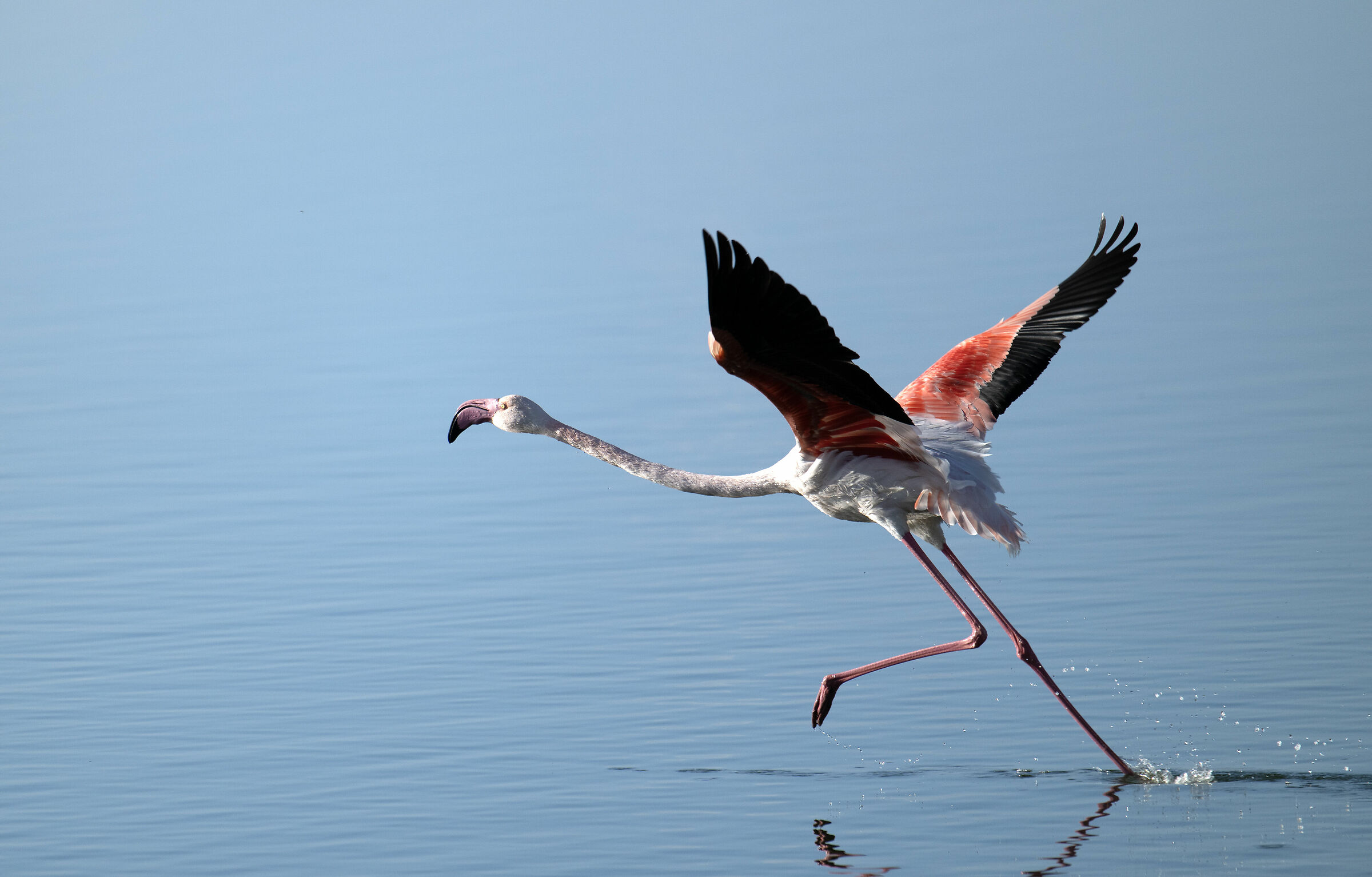 Flamingo Head Fetus...