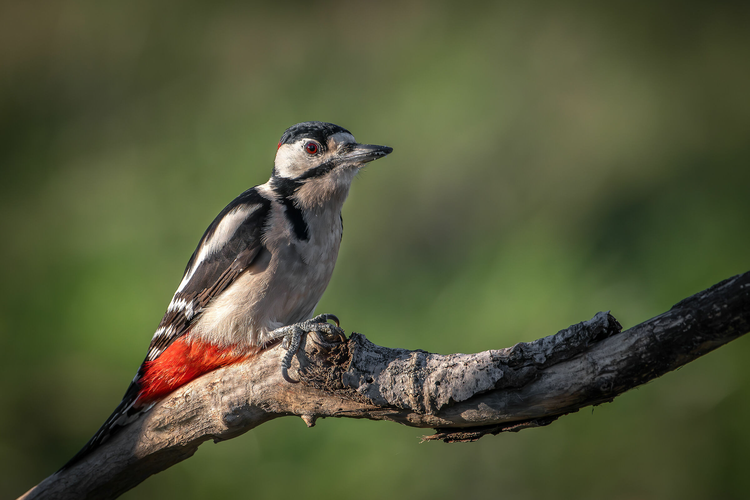 Spotted woodpecker #capannocora...