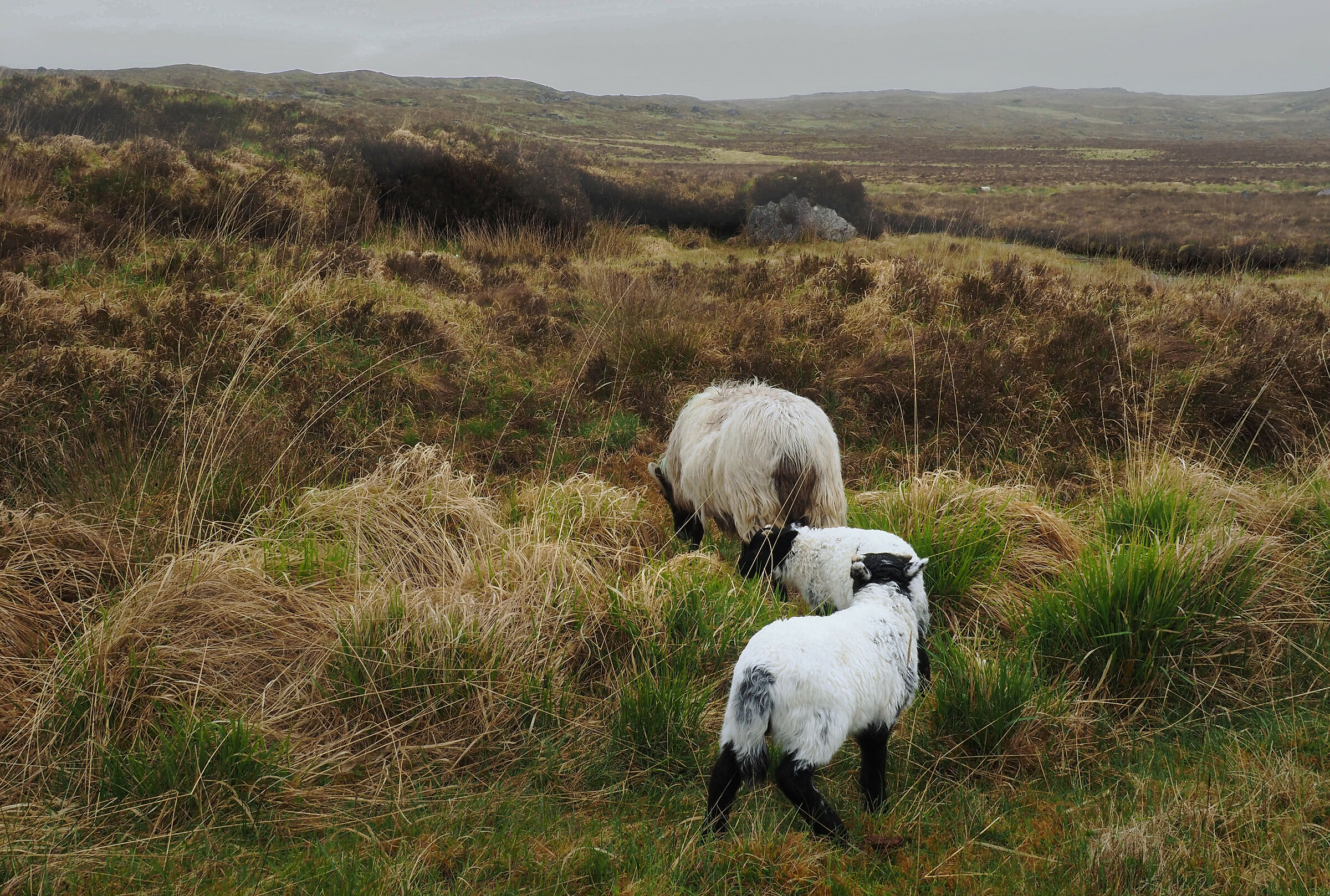Irish sheeps...