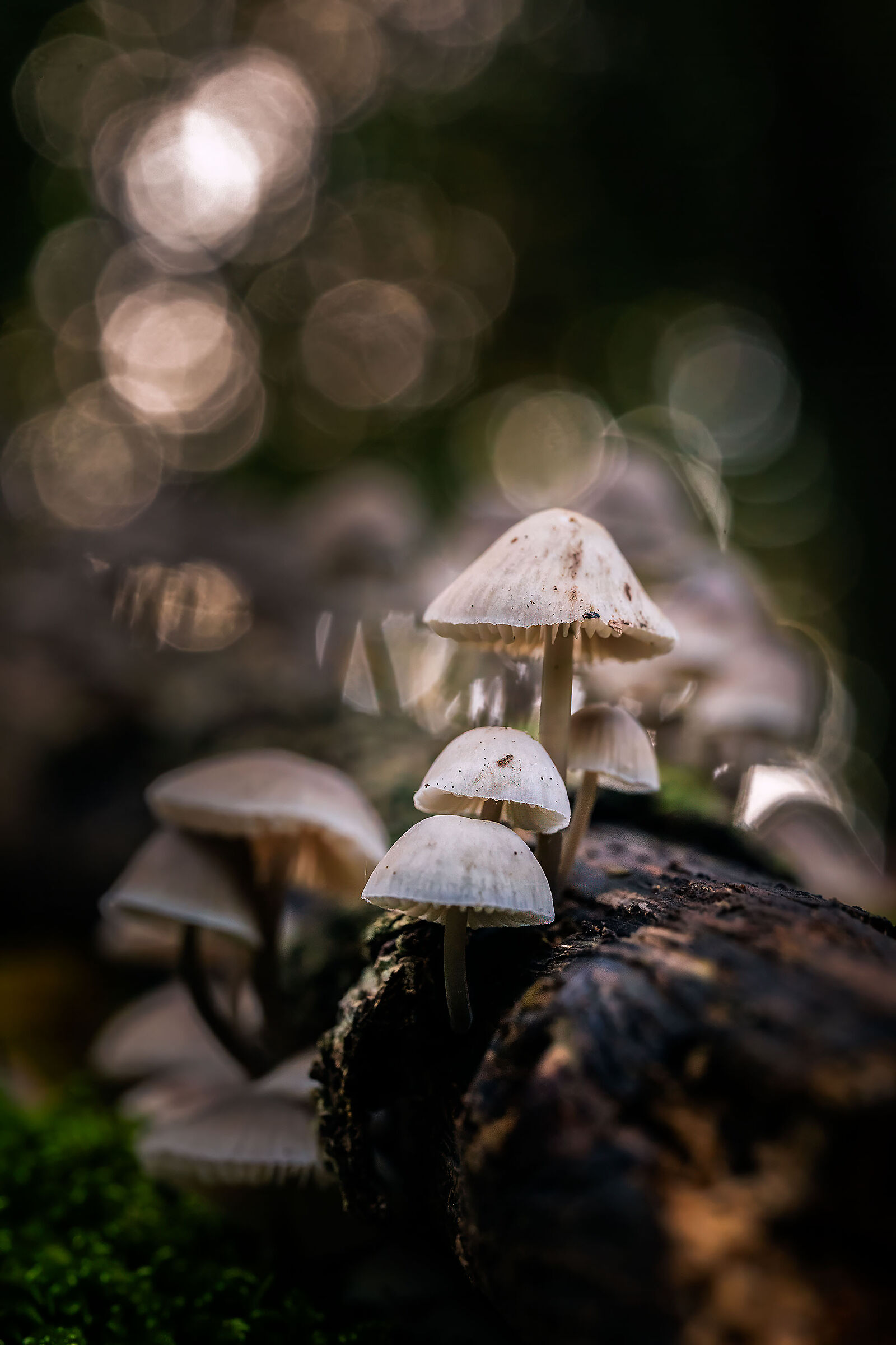 Magic mushrooms...
