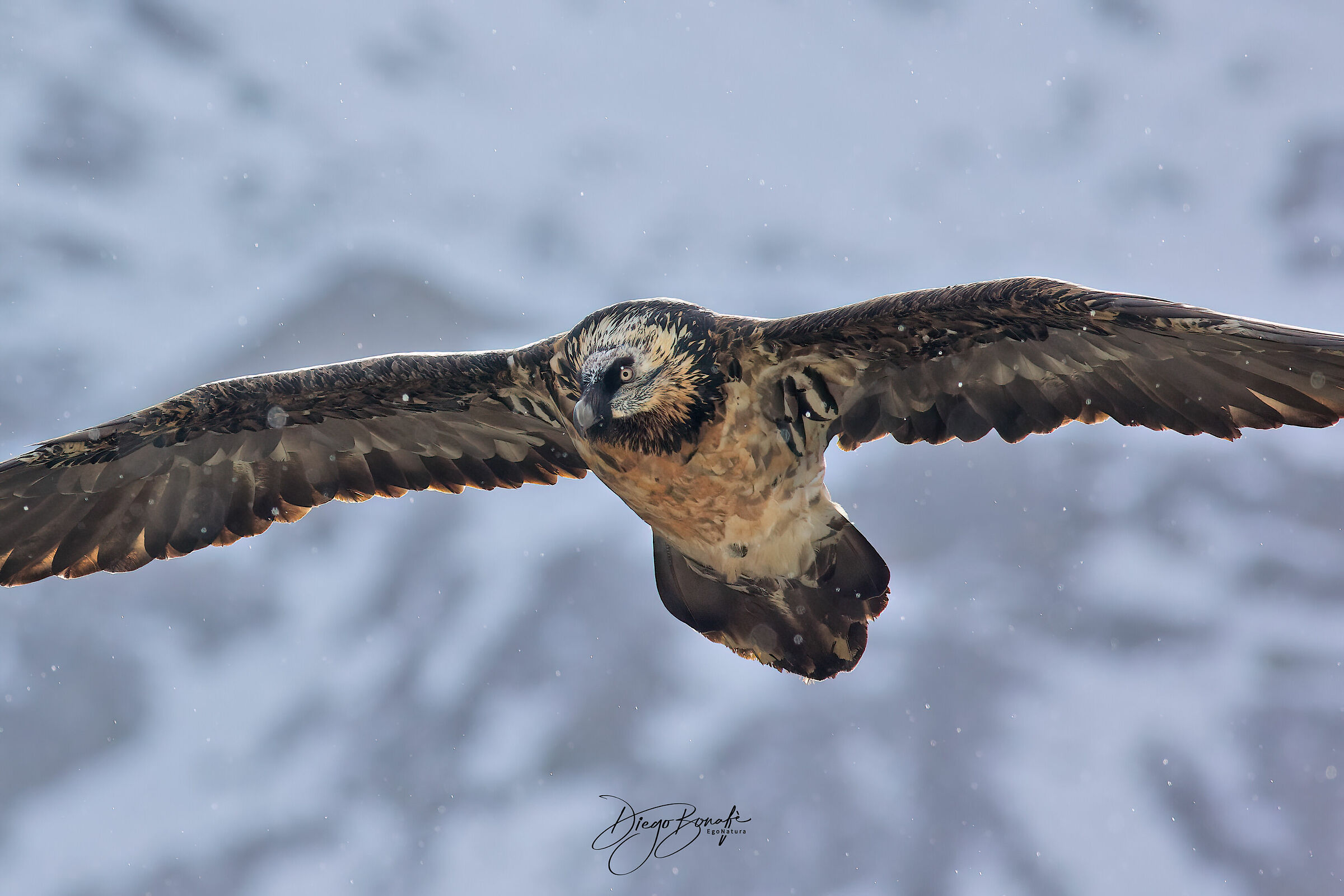 Bearded vulture 4th year ...