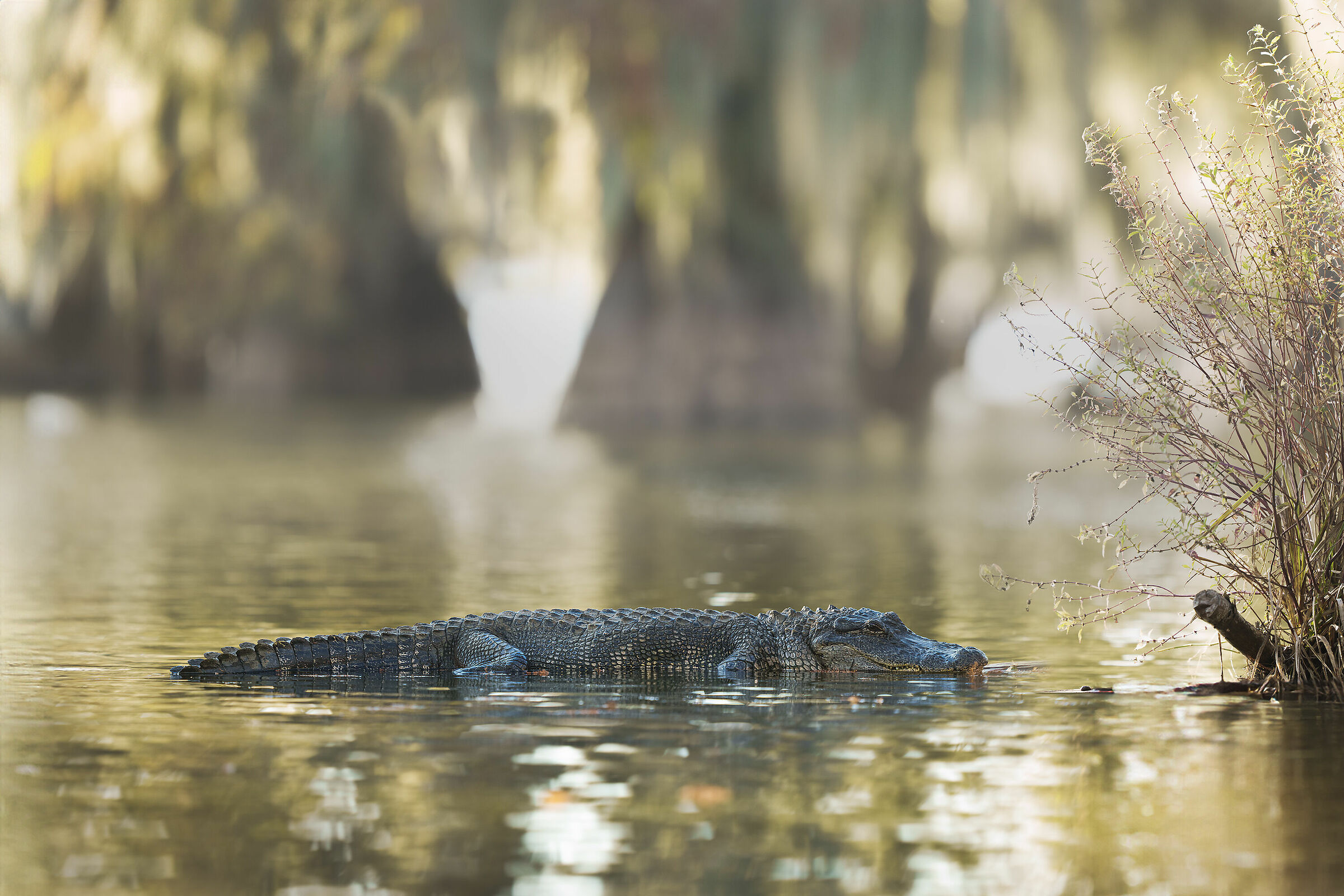 alligatore  Louisiana Usa   a Atchafalaya Basin...