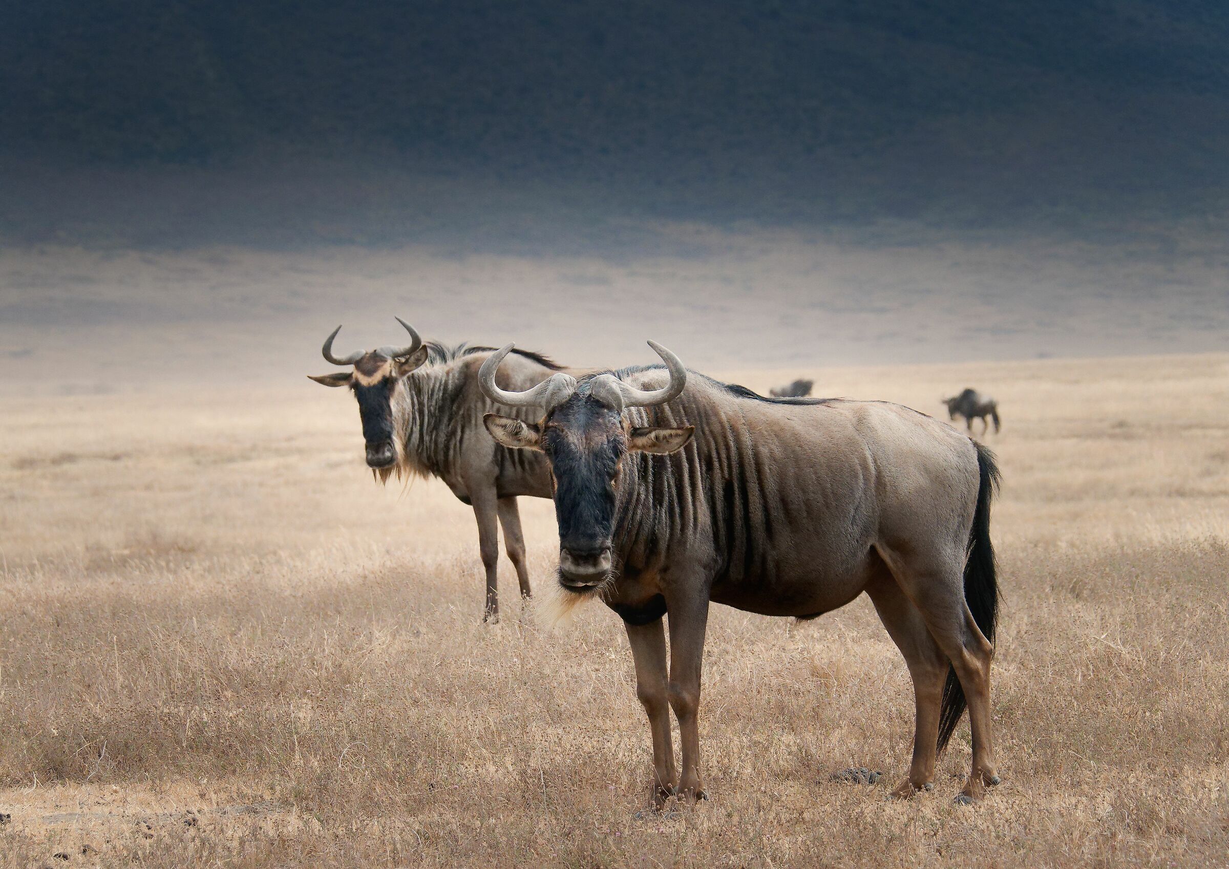 Gnu di Ngorongoro...