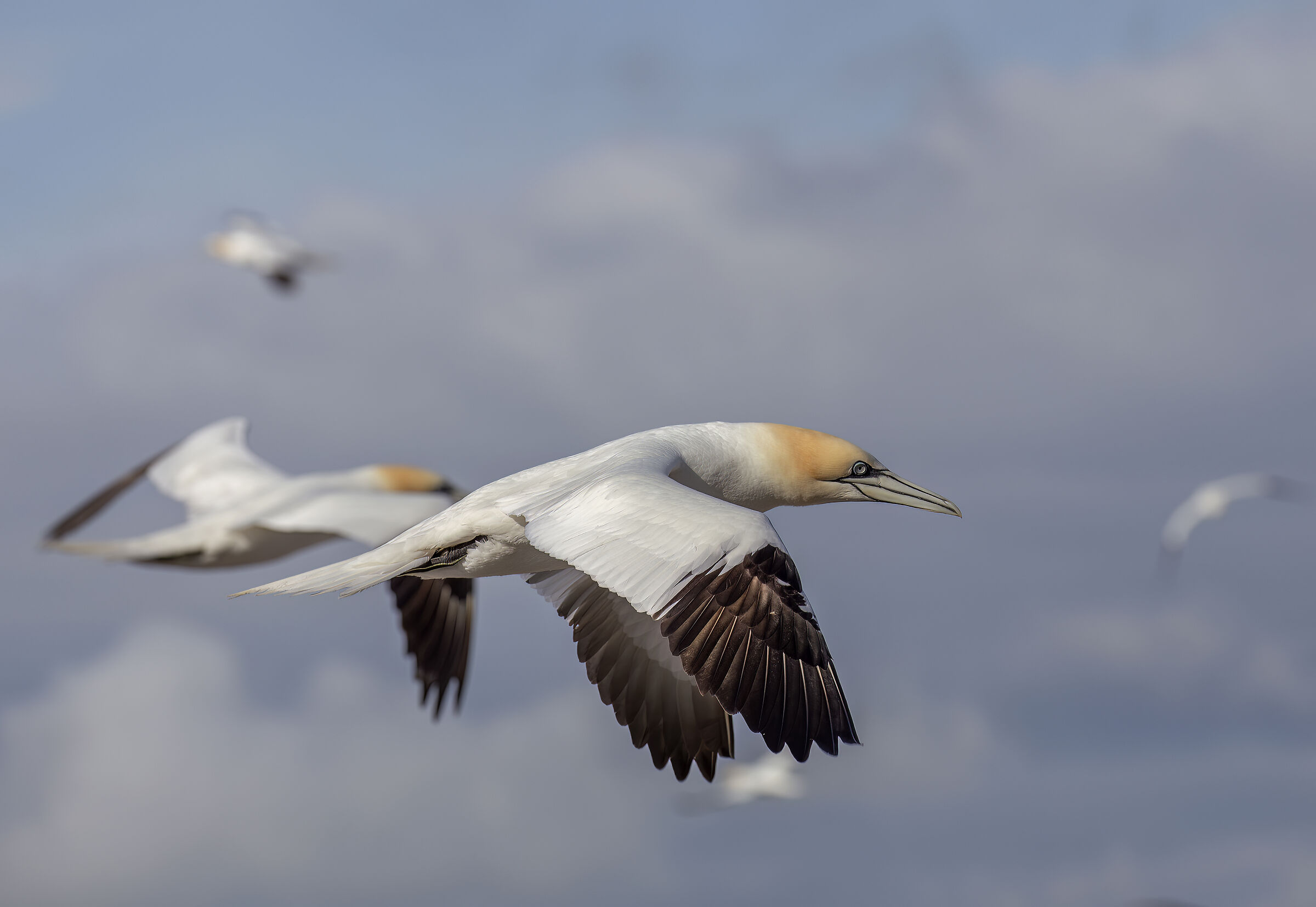 Northern gannet...