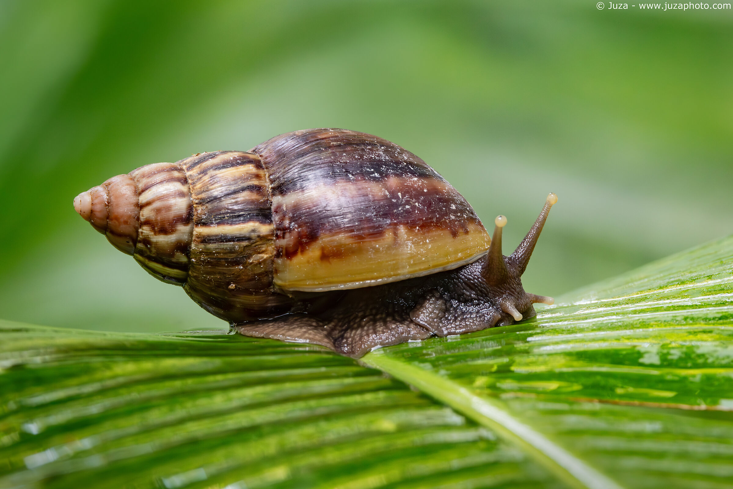 African Giant Snail (Lissachatina fulica)...