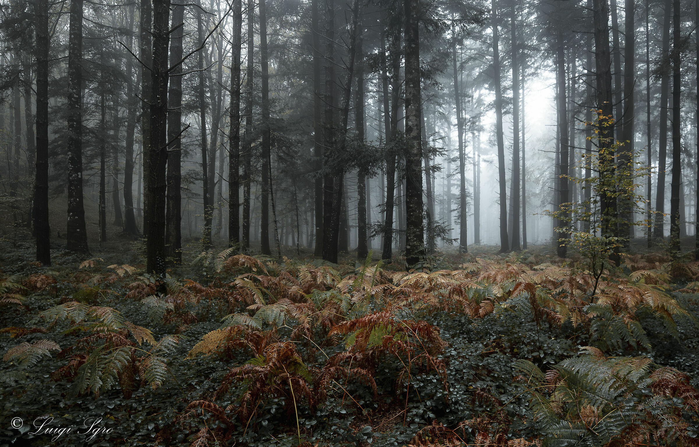 nebbia nel bosco incantato...