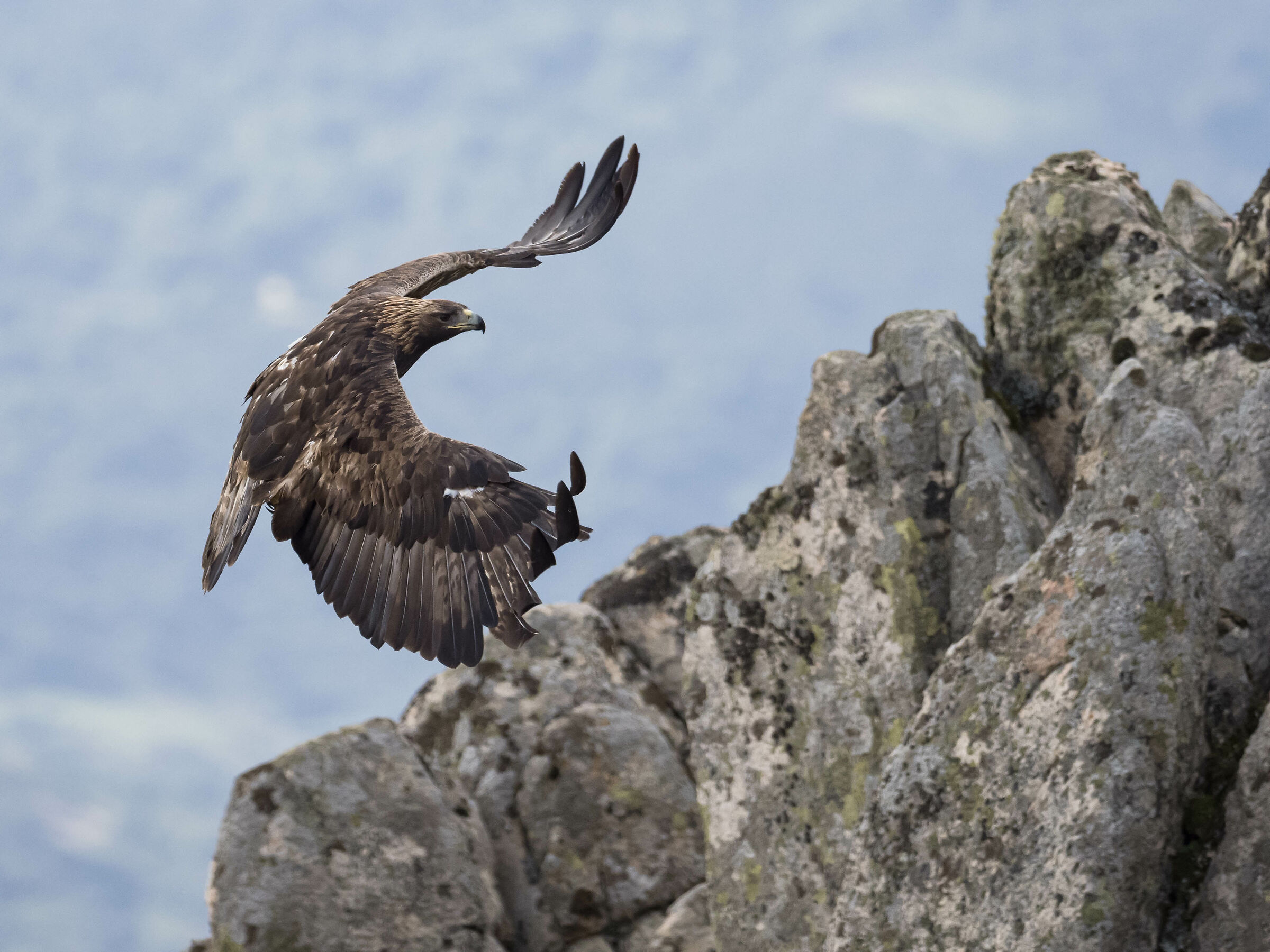 Golden Eagle Sardinia...