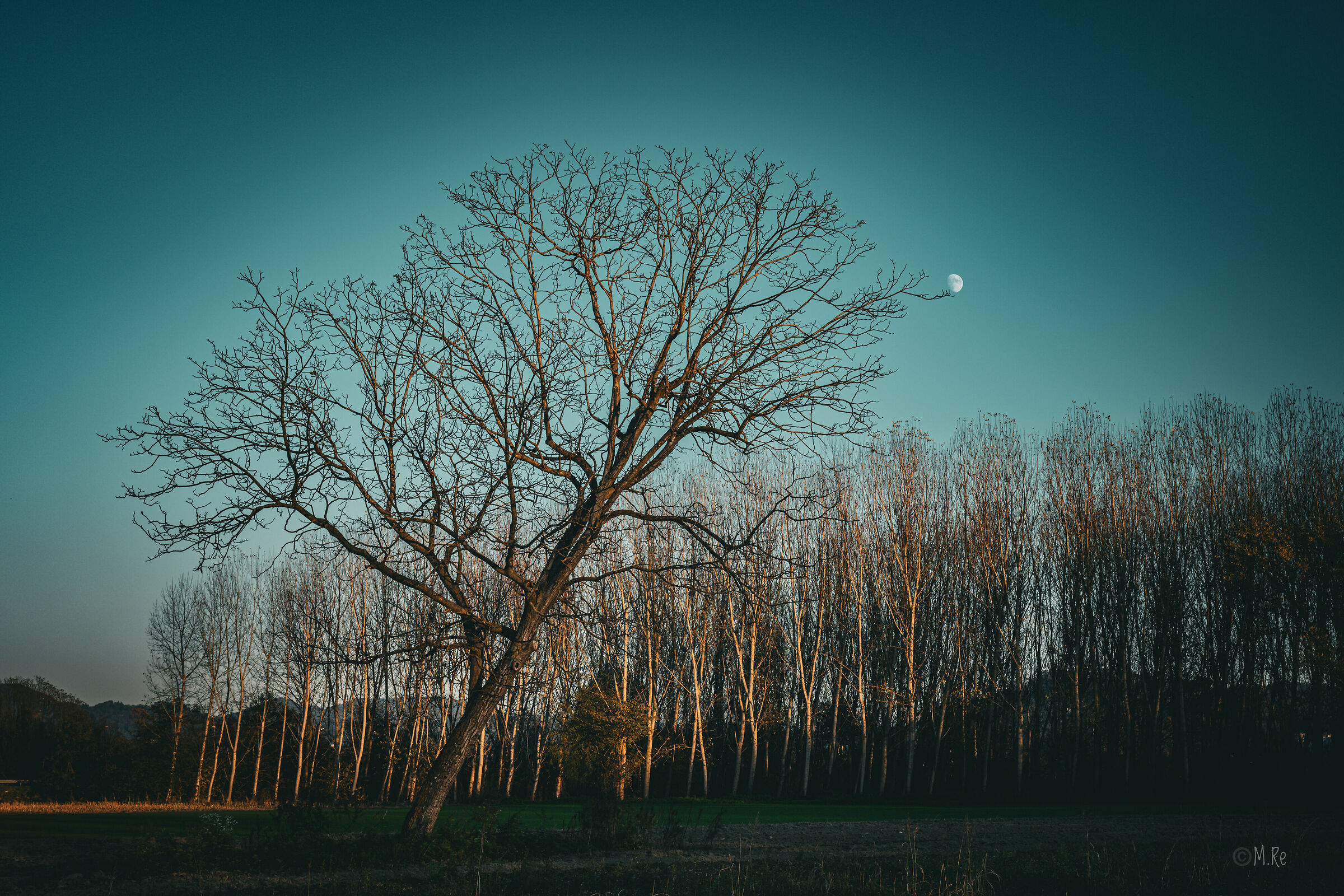The Tree and the Moon...