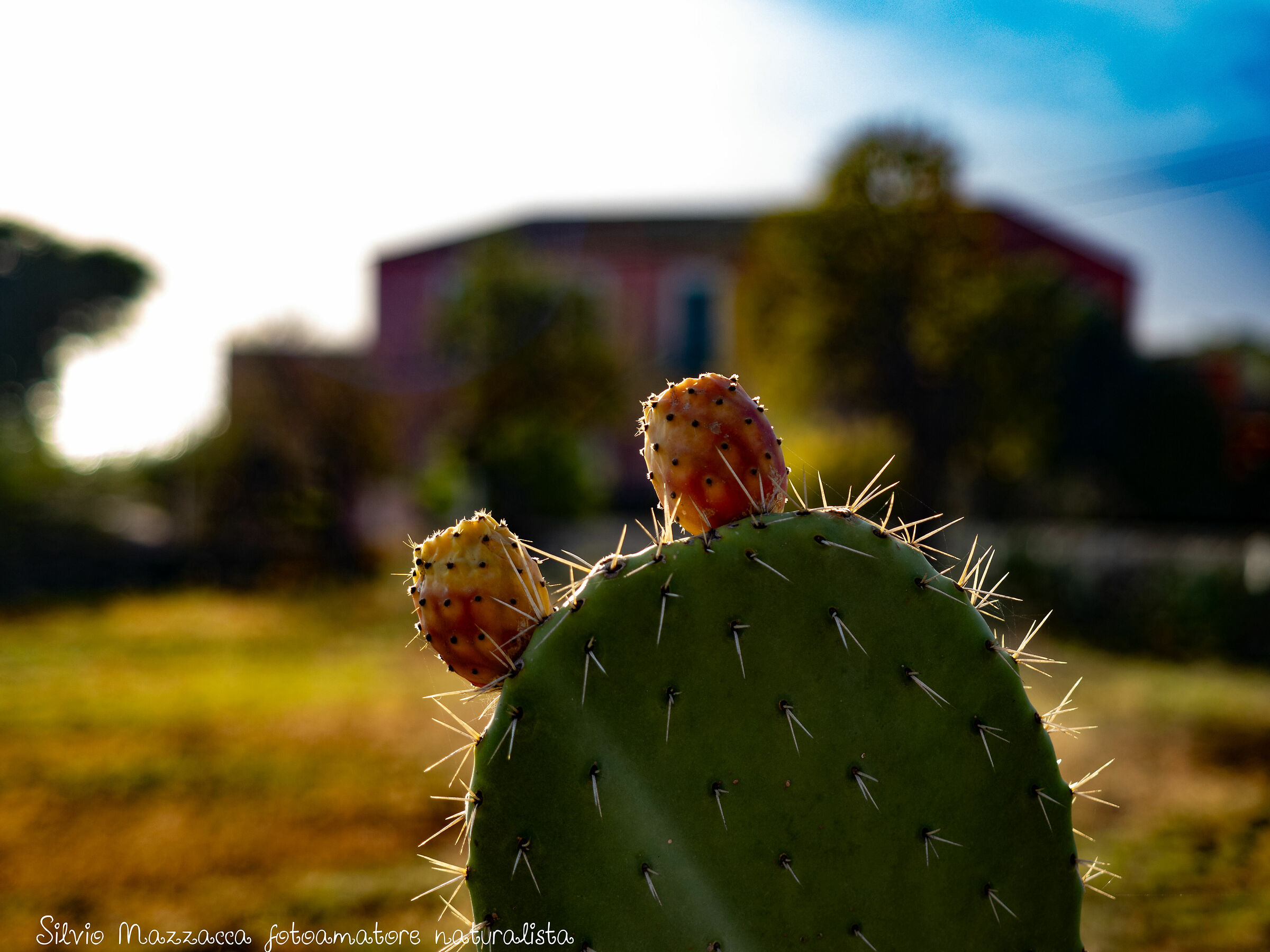 The prickly pear ...