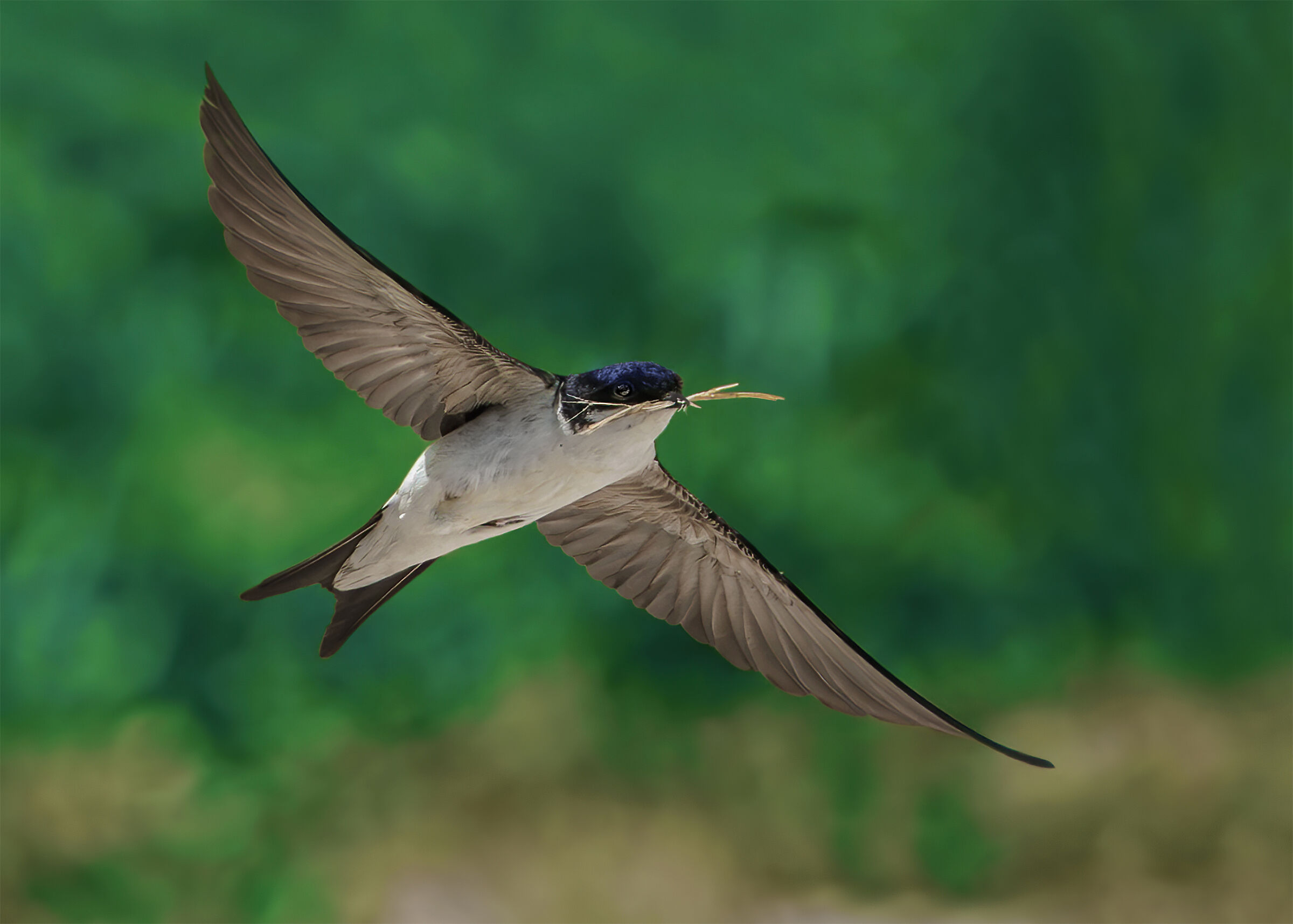 House martin in flight with twigs for the nest...