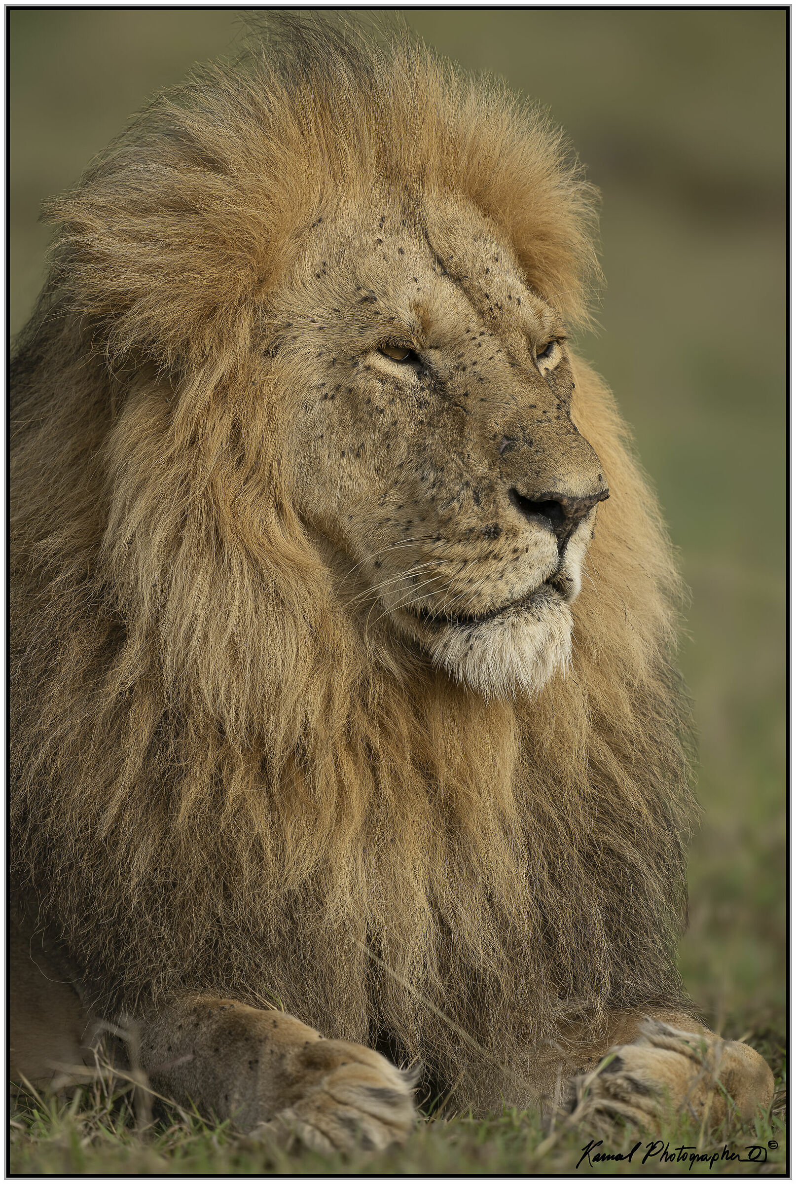  Lion(Panthera leo)...