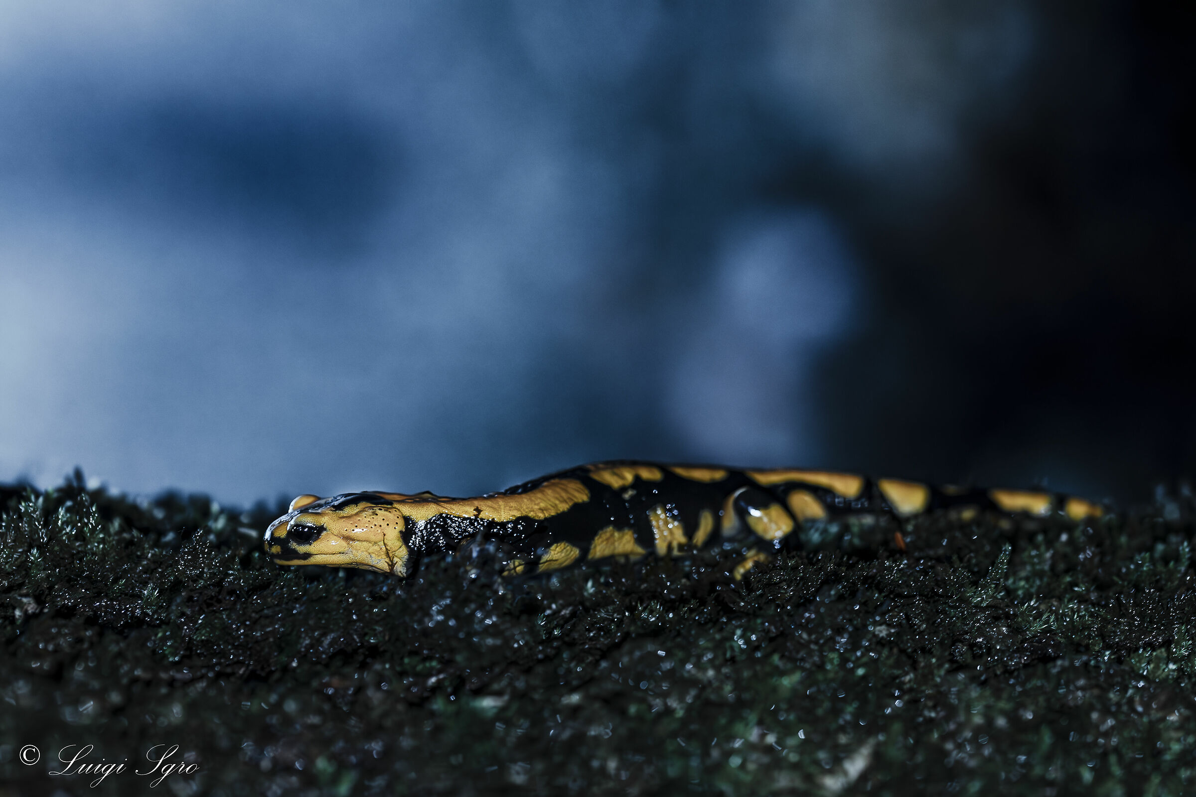 Spotted salamander at dusk...