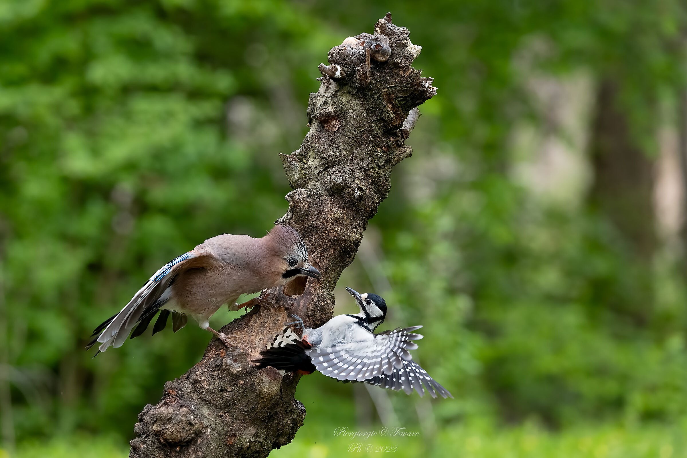 Jay vs Great Spotted Woodpecker...
