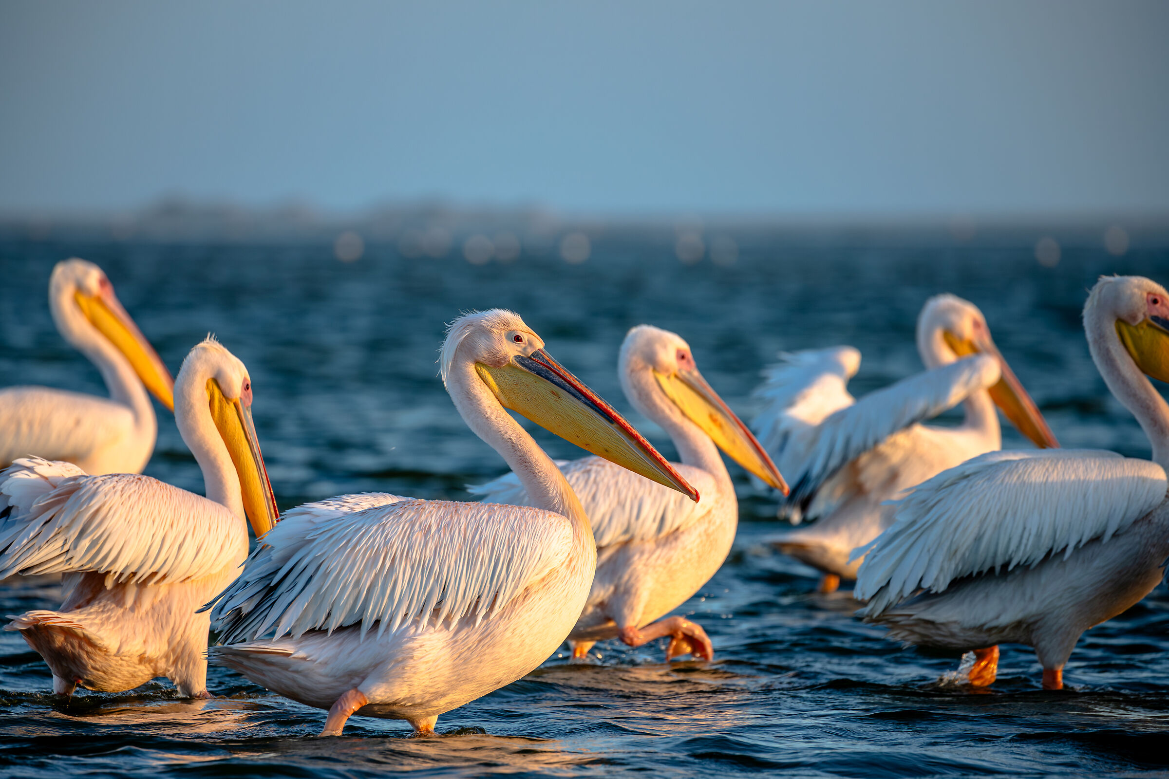 Pelicans...