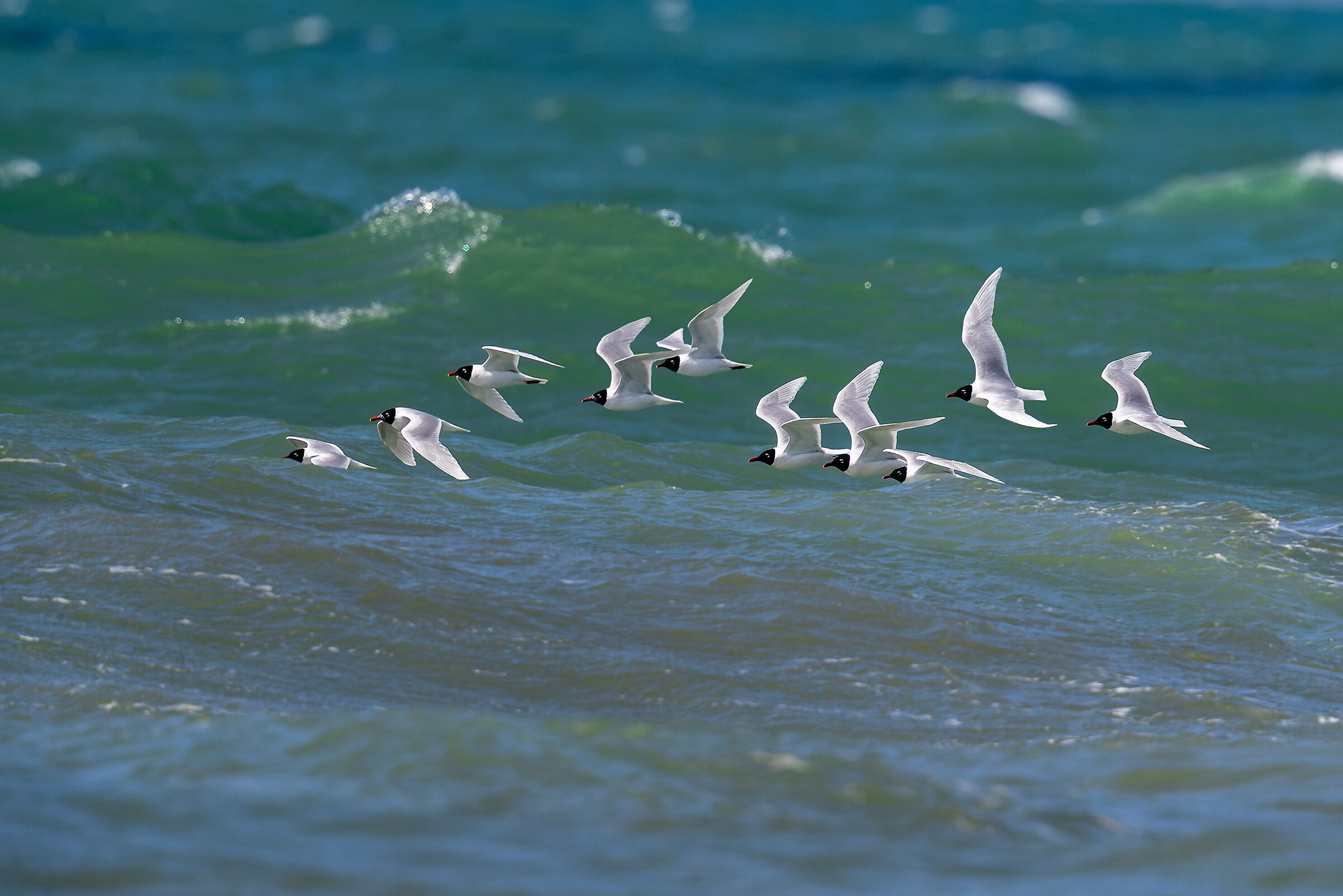 The migration of coral gulls...