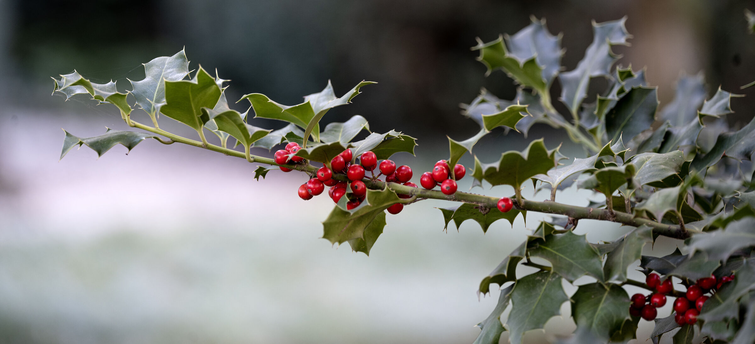 Christmas is approaching...