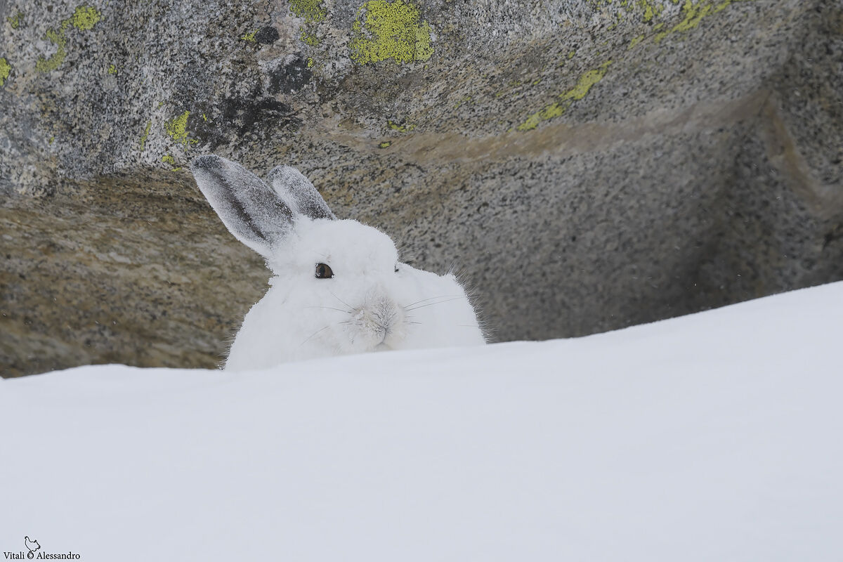 White hare...