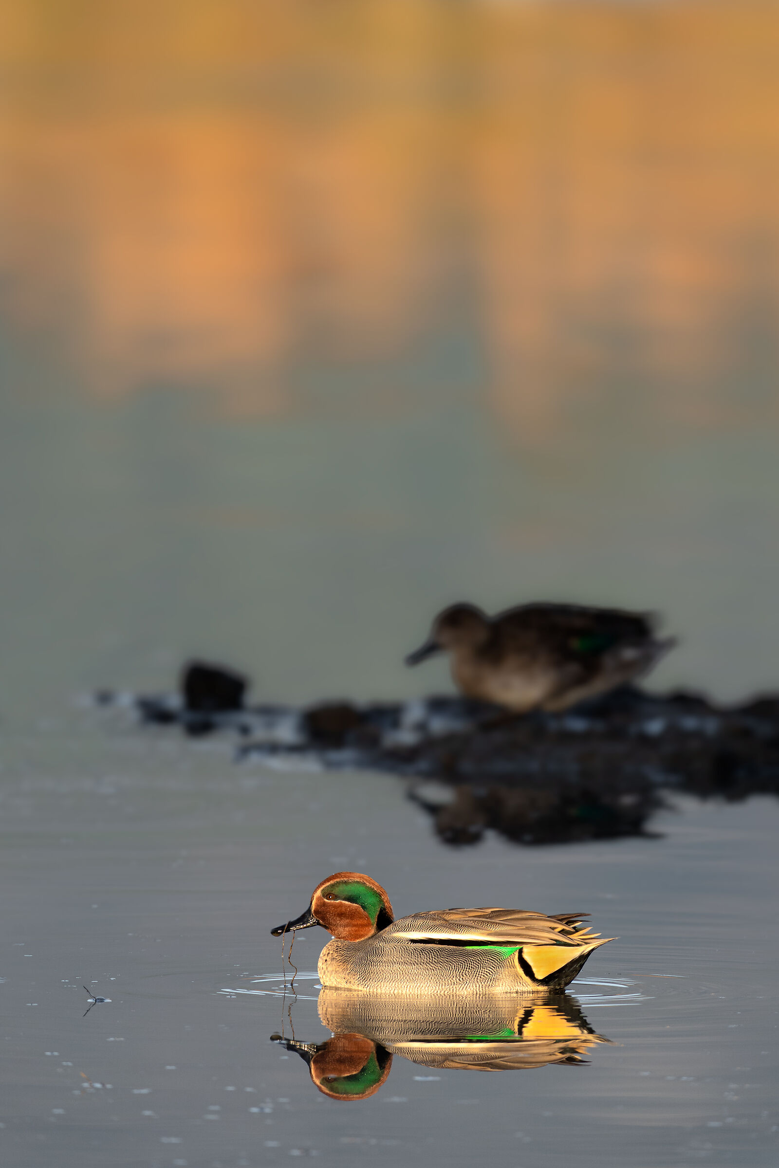 Teal at sunset...