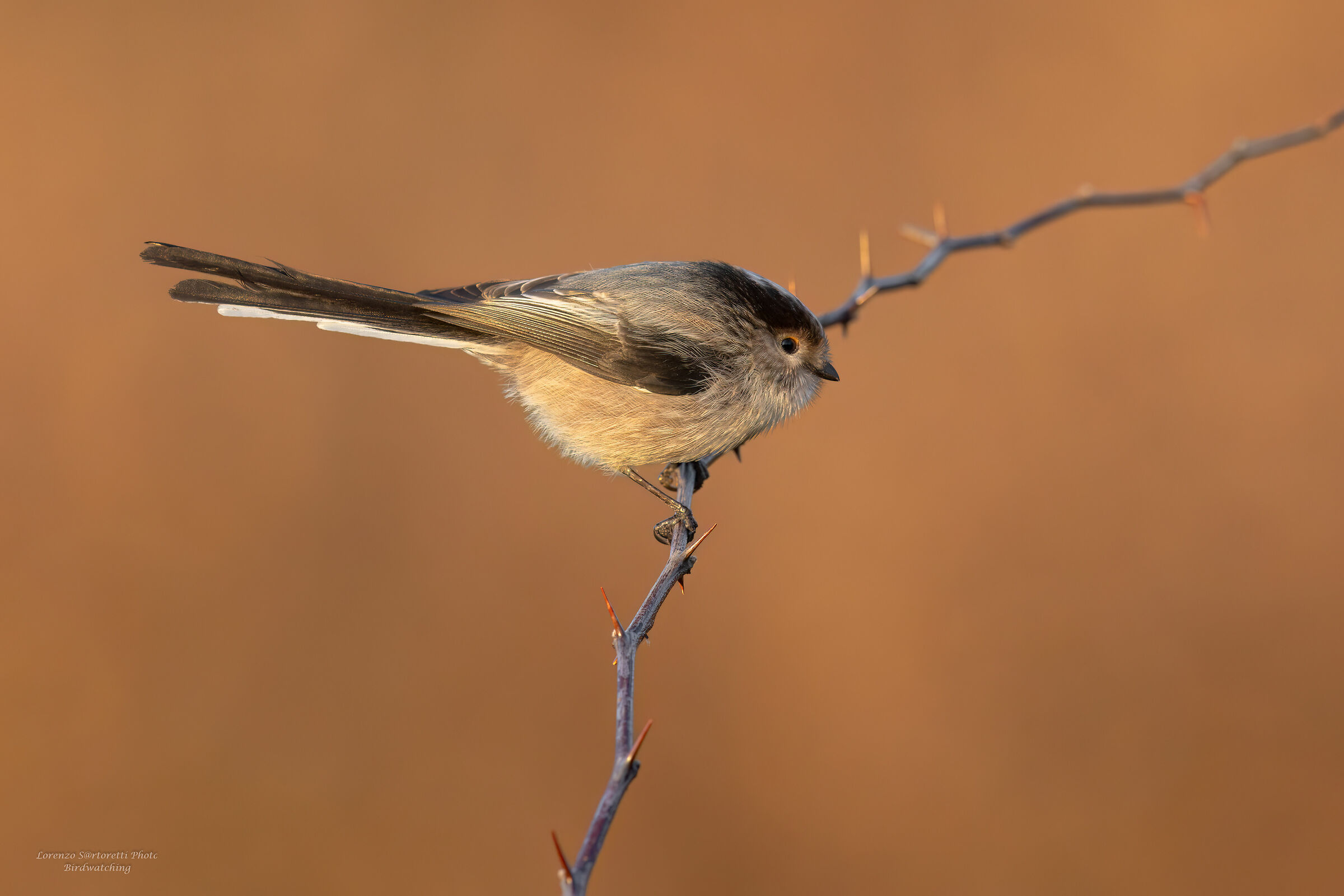 Long-tailed ...