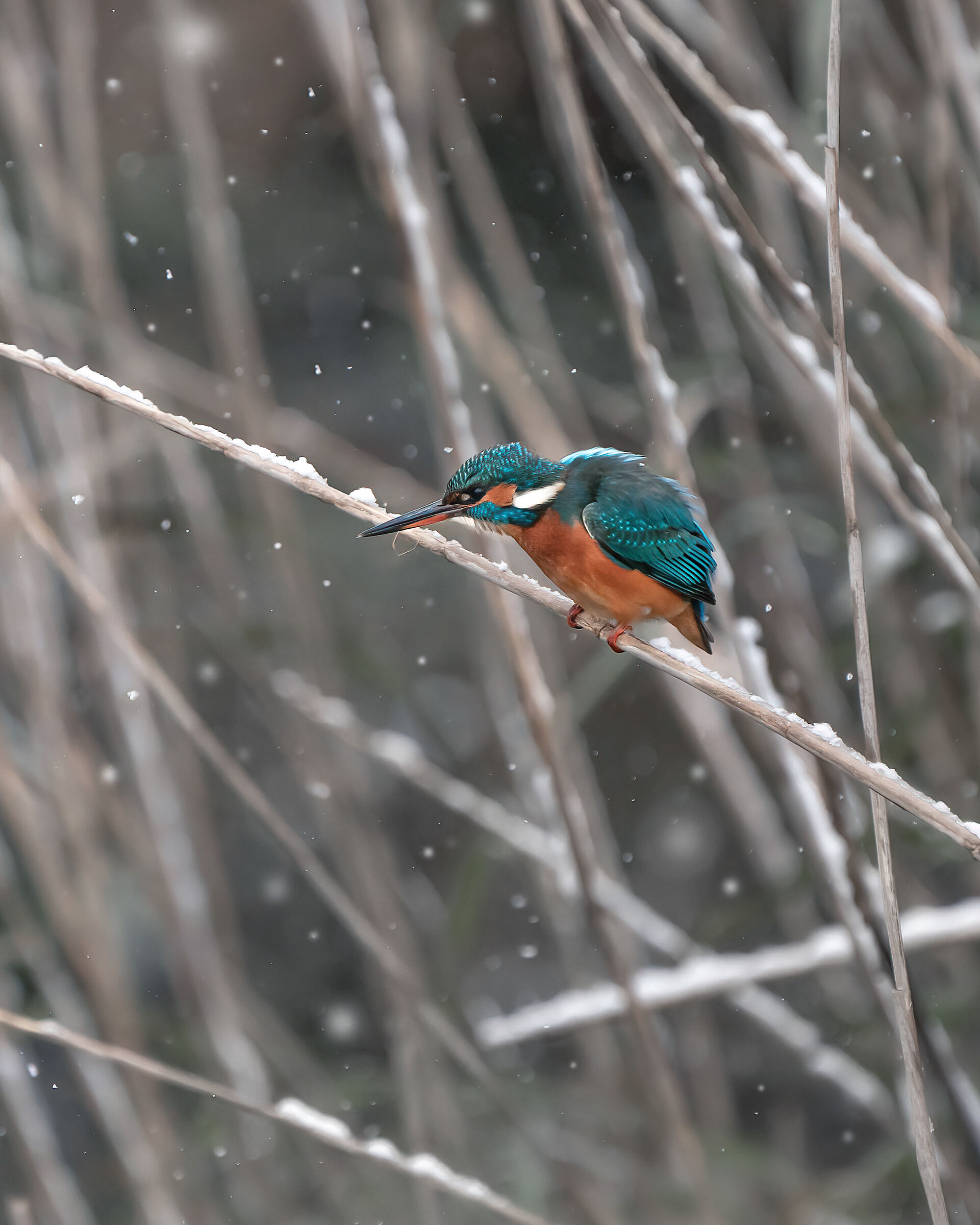 Kingfisher looking for food in the snow...