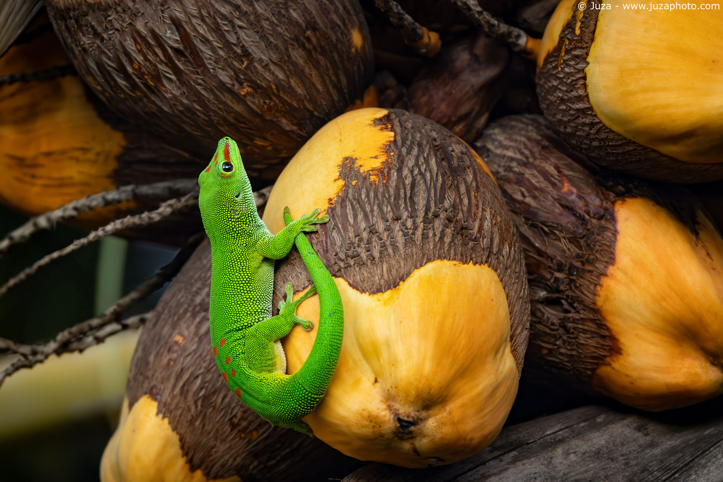 Gecko on coconut palm...