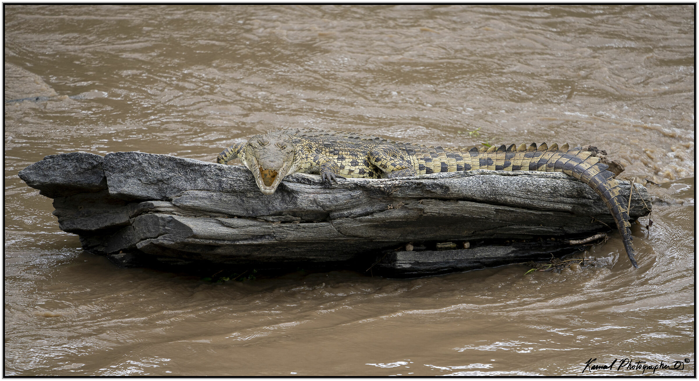 African crocodile (Crocodylus niloticus)...