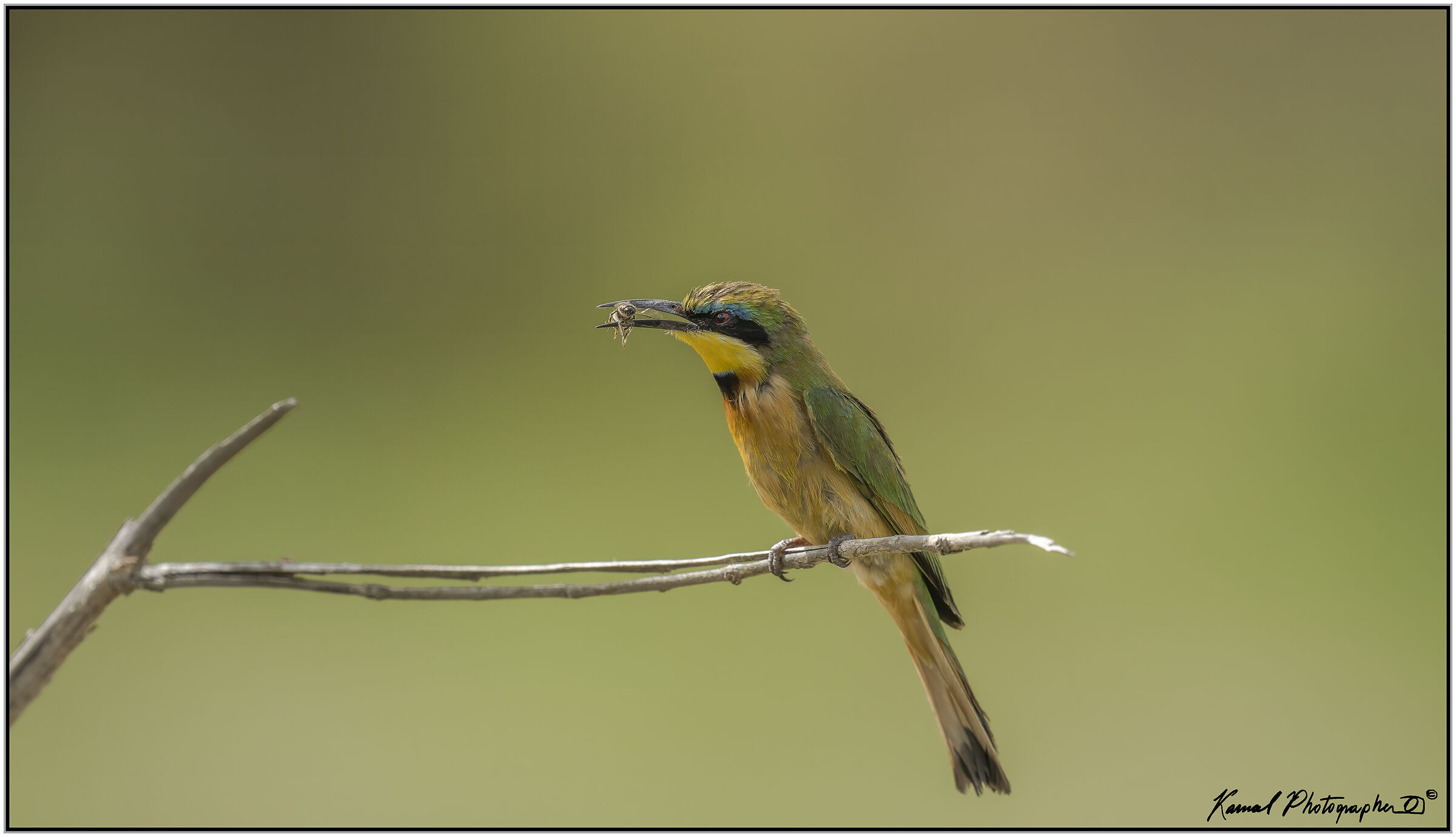 (Lesser Bee-eater) (Merops pusillus)...