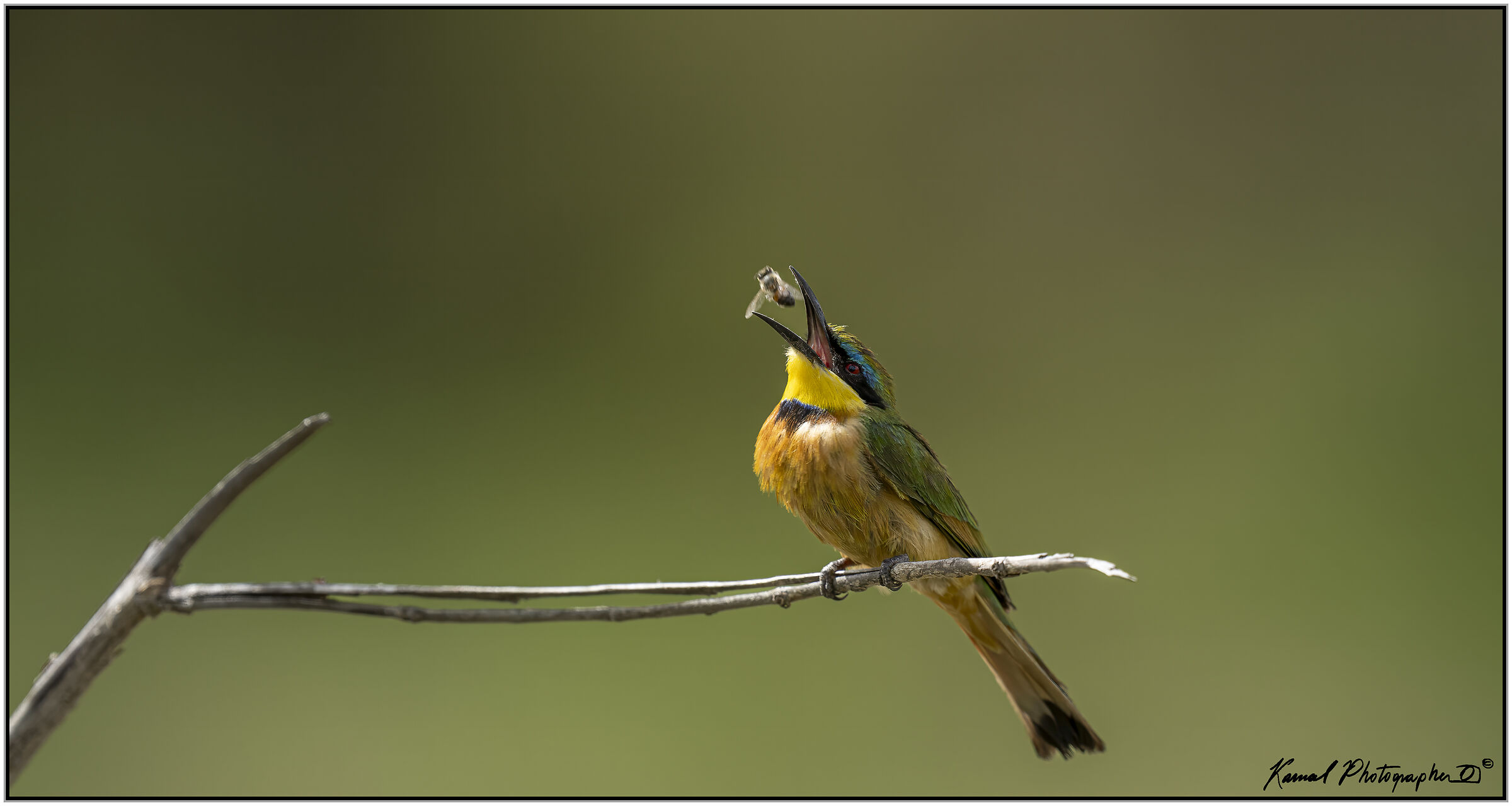 (Lesser Bee-eater) (Merops pusillus)...