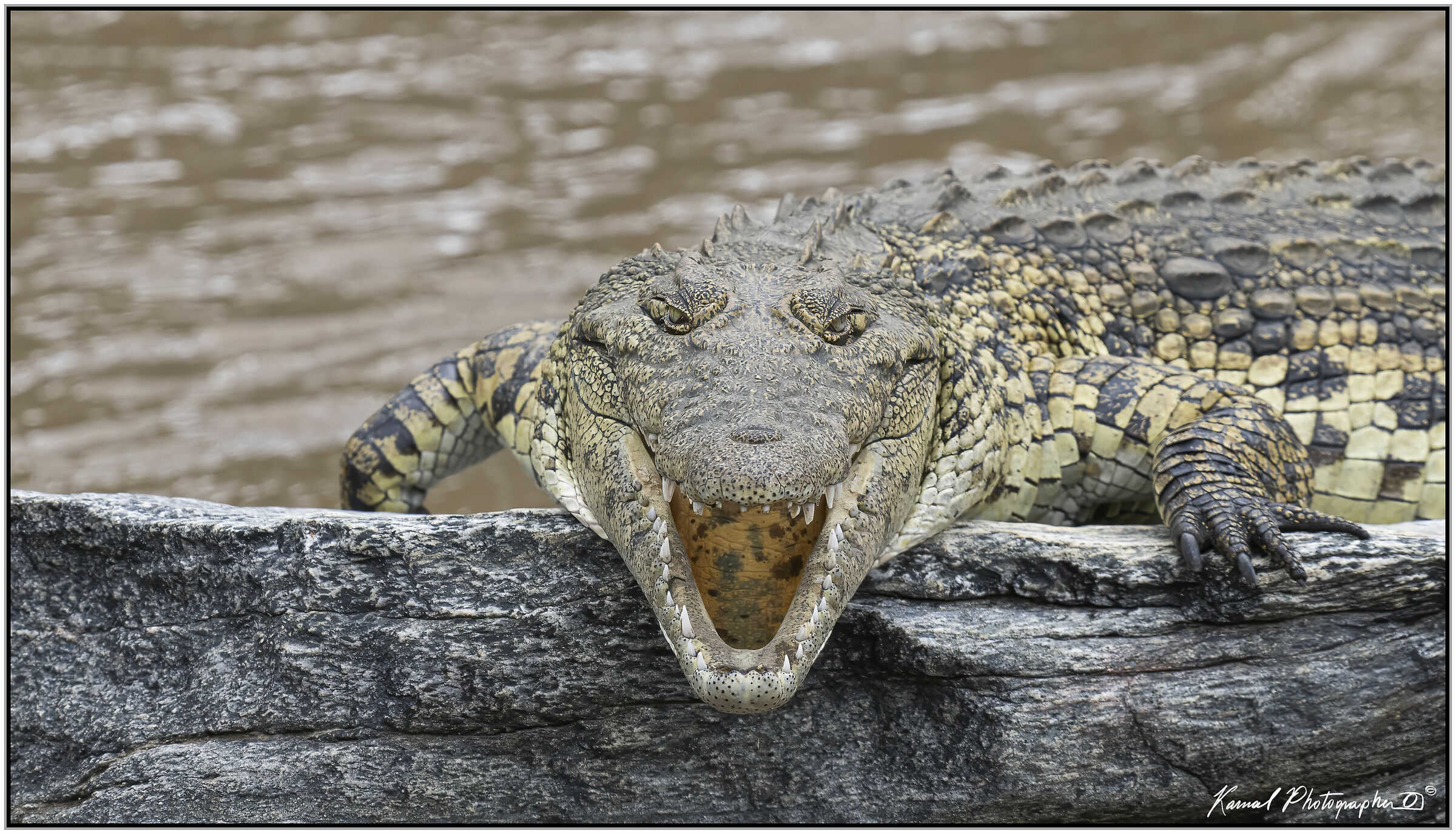 Coccodrillo africano(Crocodylus niloticus)...