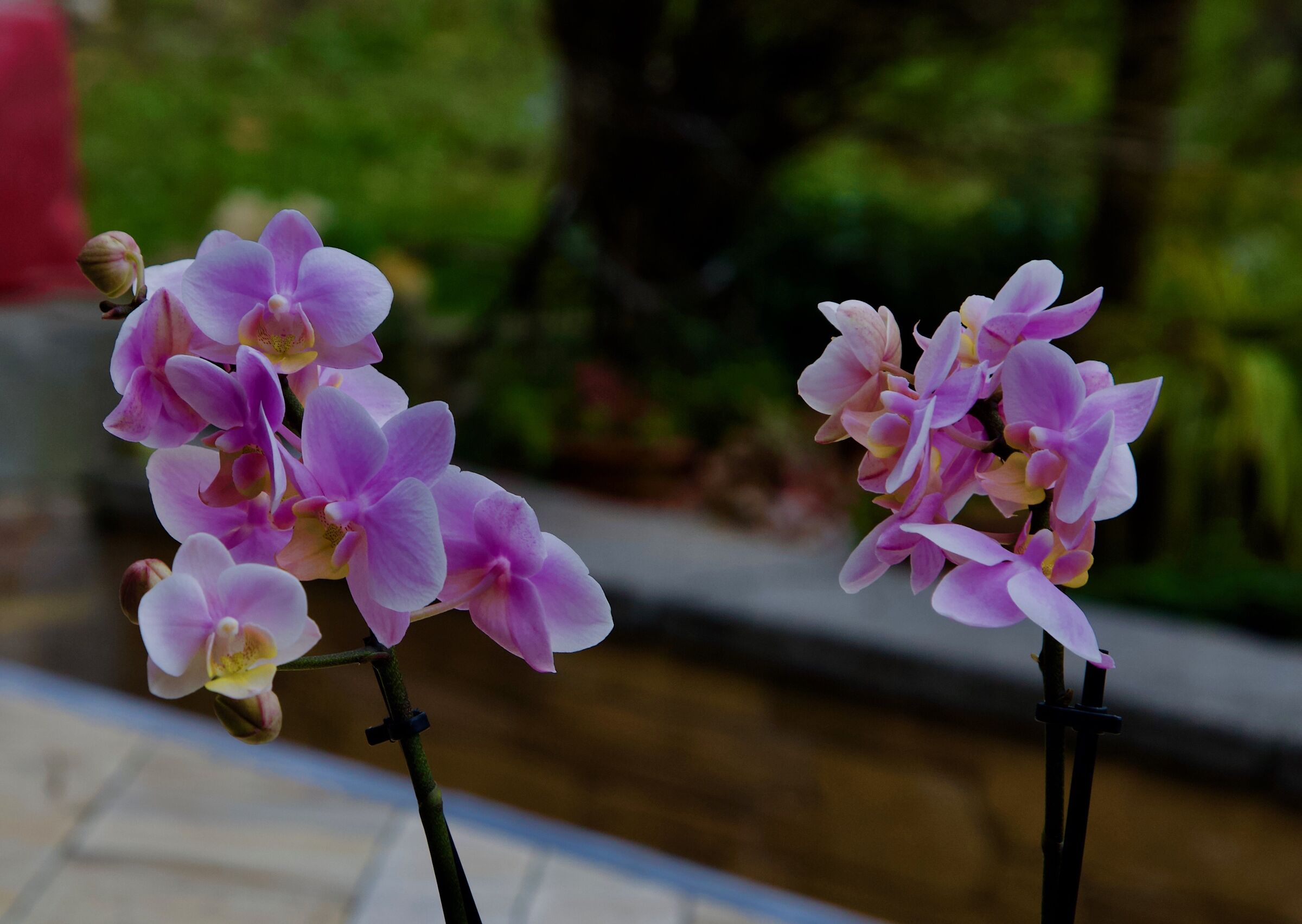 Chatting between orchids......