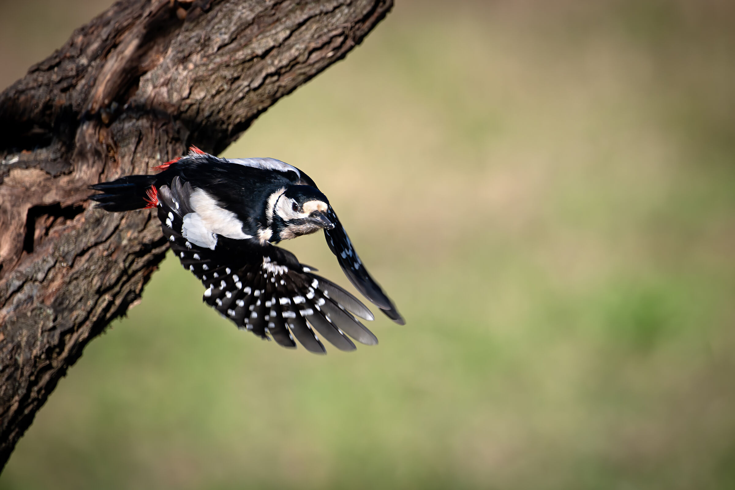 Woodpecker in flight #capannocora...