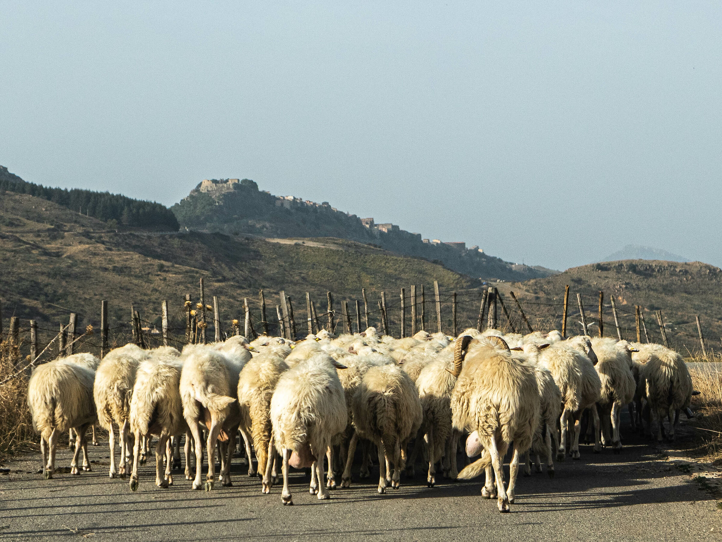  Heading for the sheepfold. Sicily...
