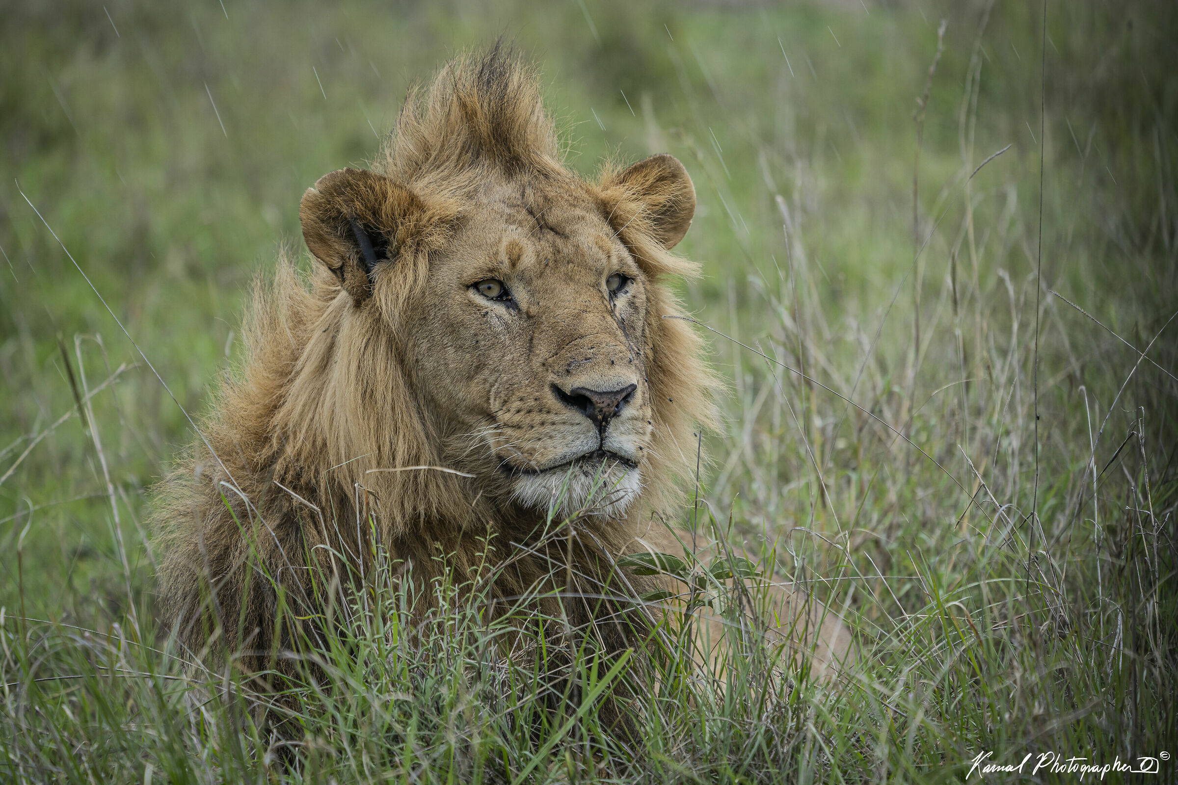 Lions(Panthera leo)...
