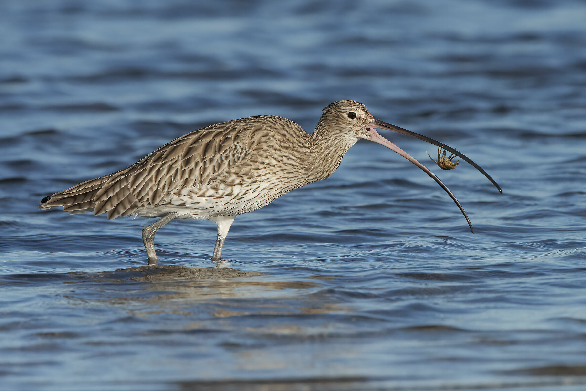 The curlew and the crab ...