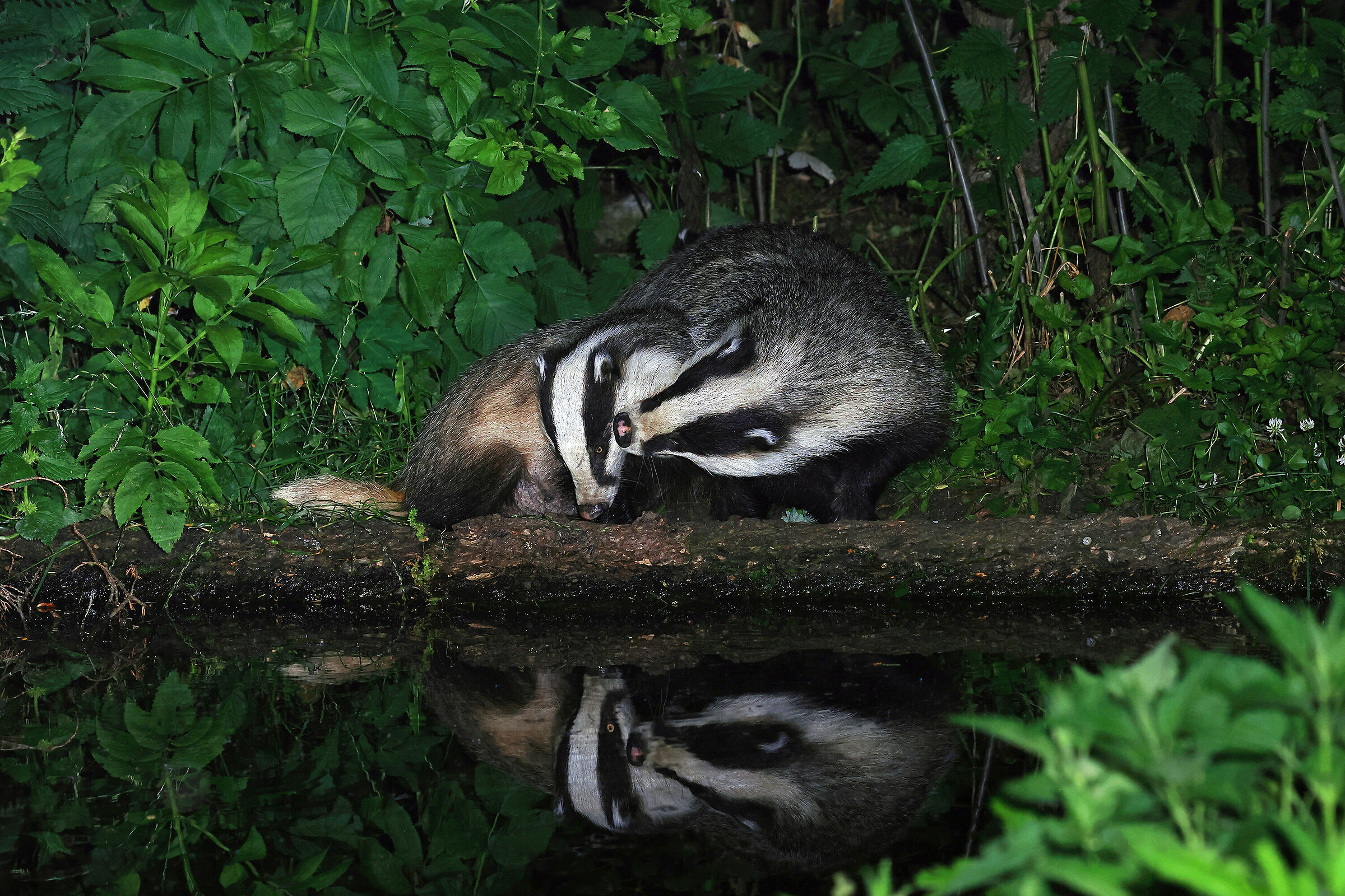 Mom badger with son...