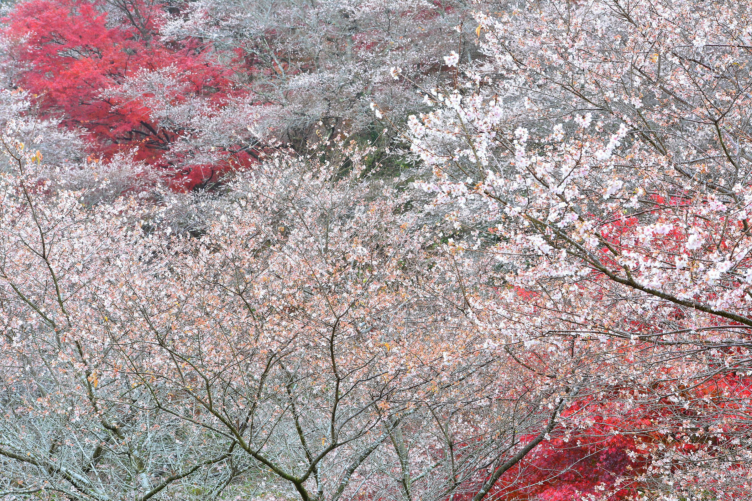 Sakura with Autumn Leaves...