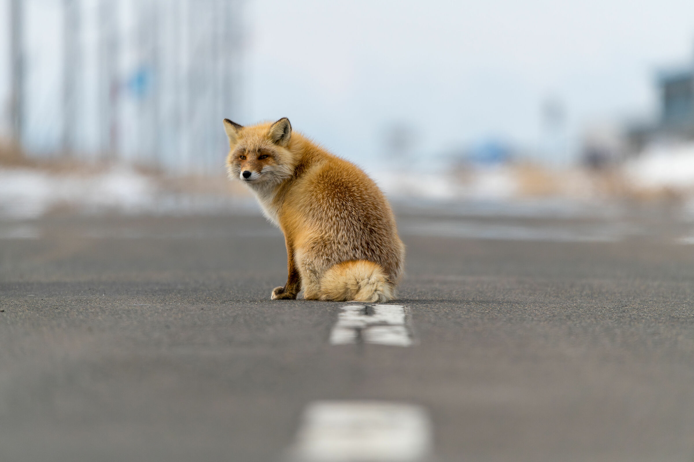 Street Fox...